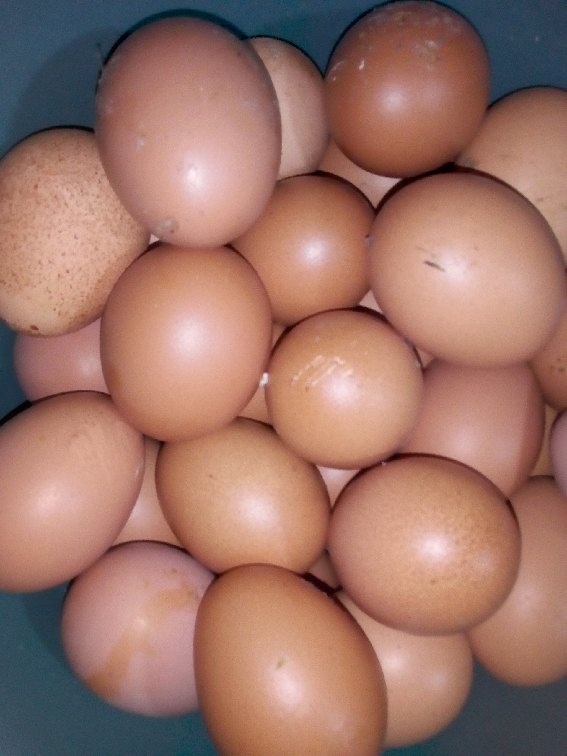 Huevos semicriollos