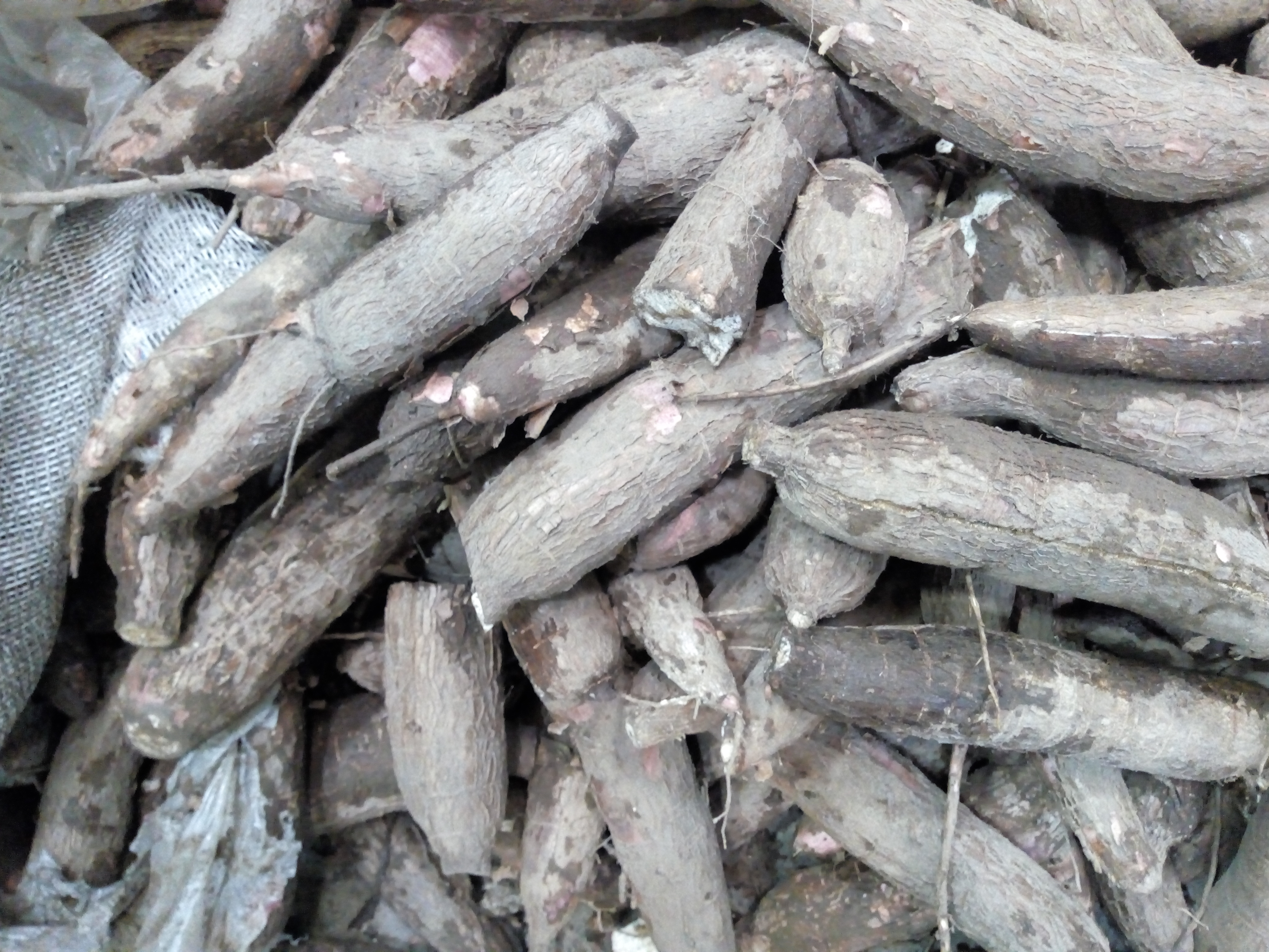 Yuca