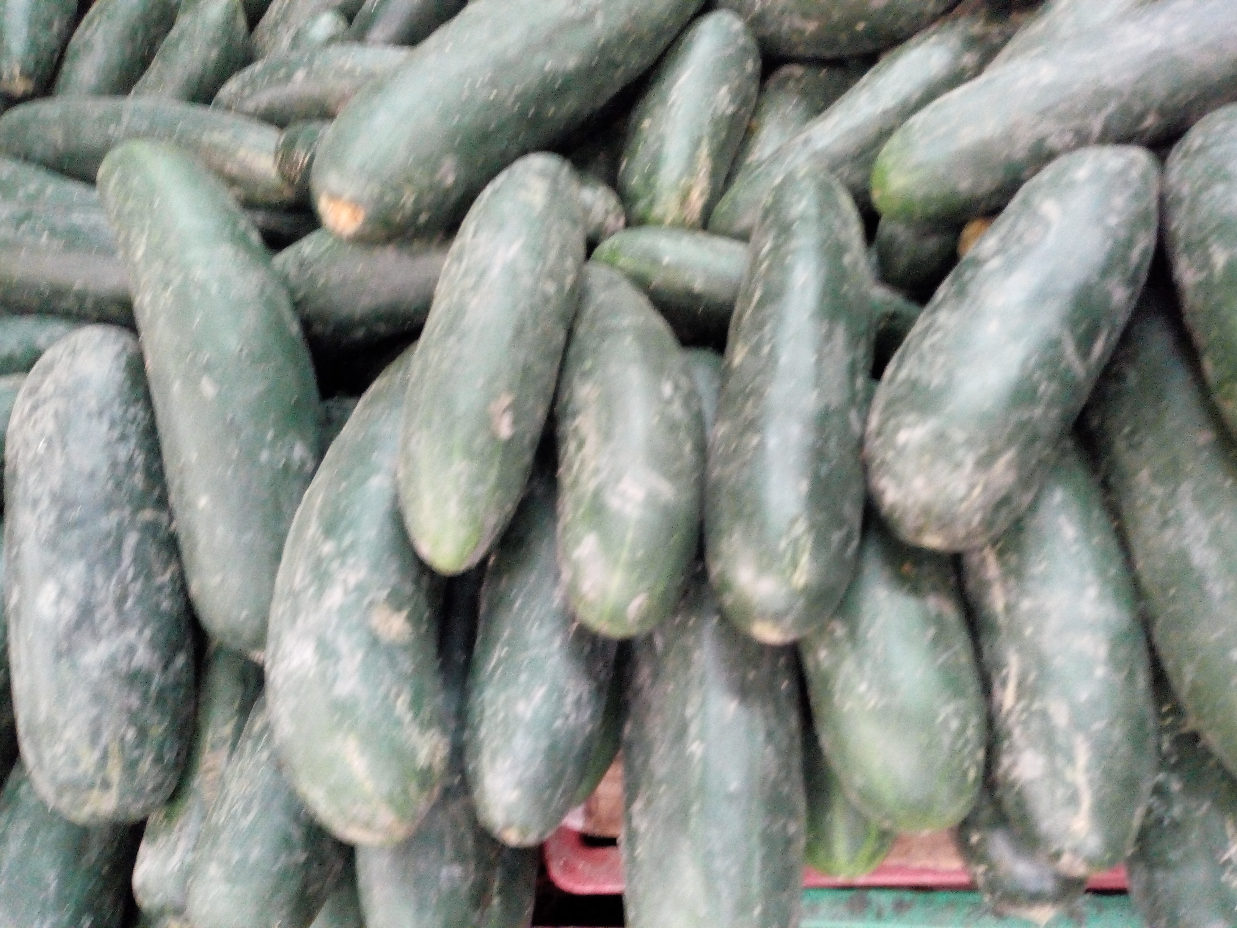 Pepino cohombro