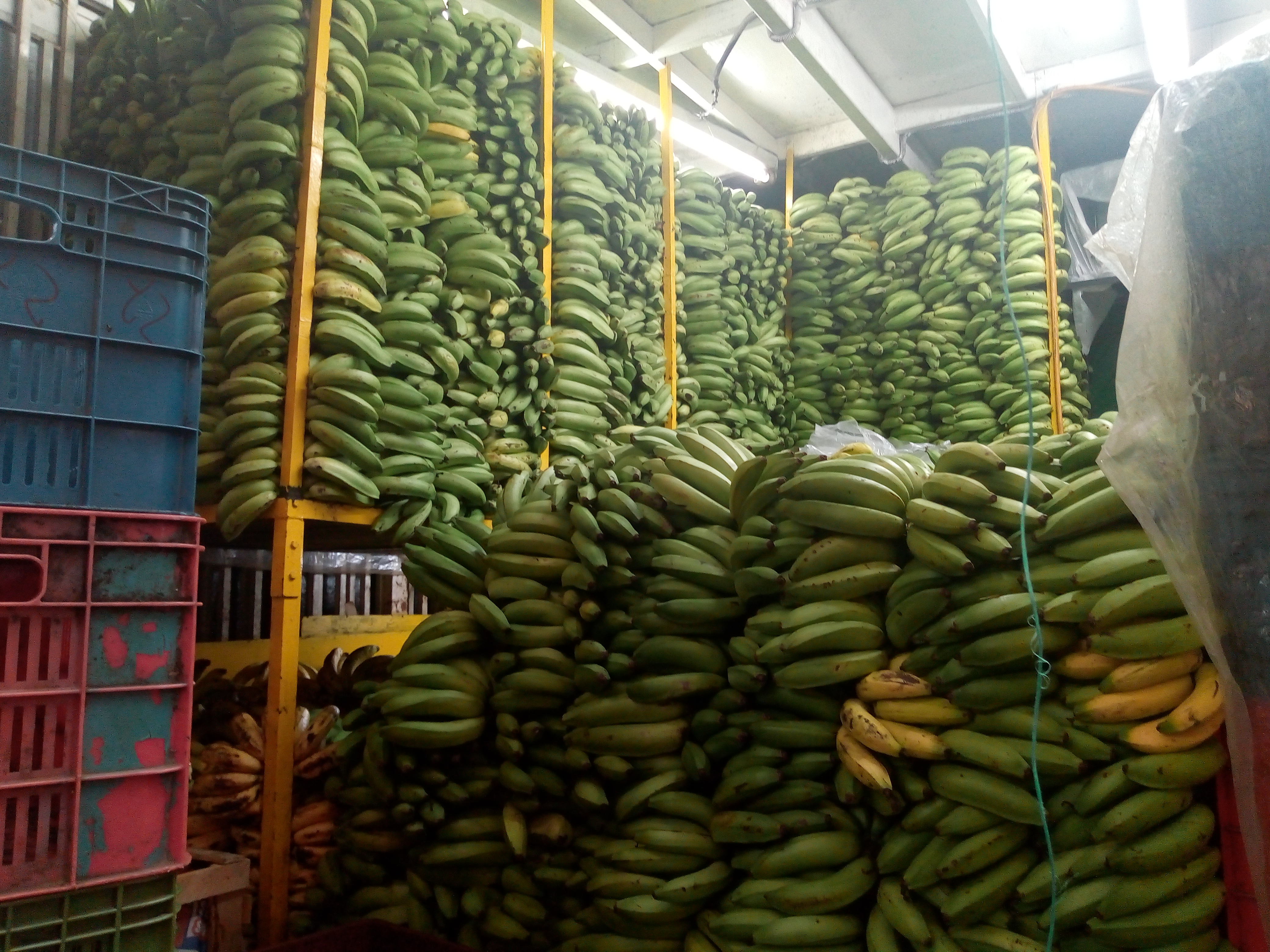 Bananos
