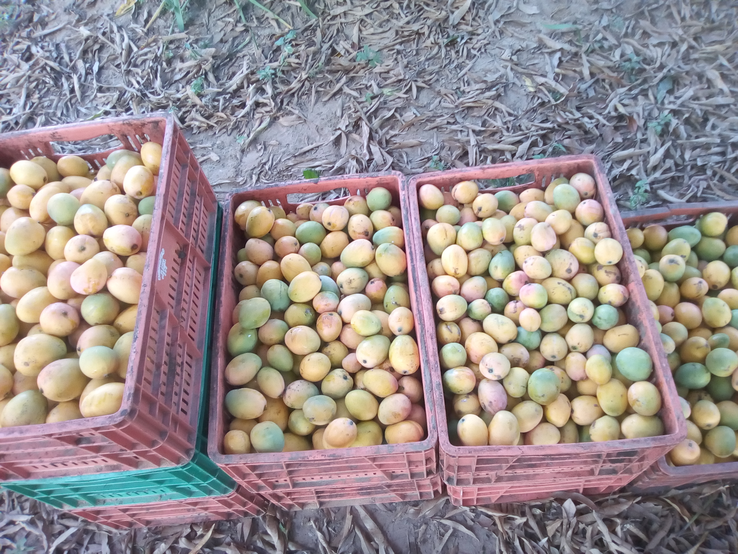 Mango de hilaza x canasta