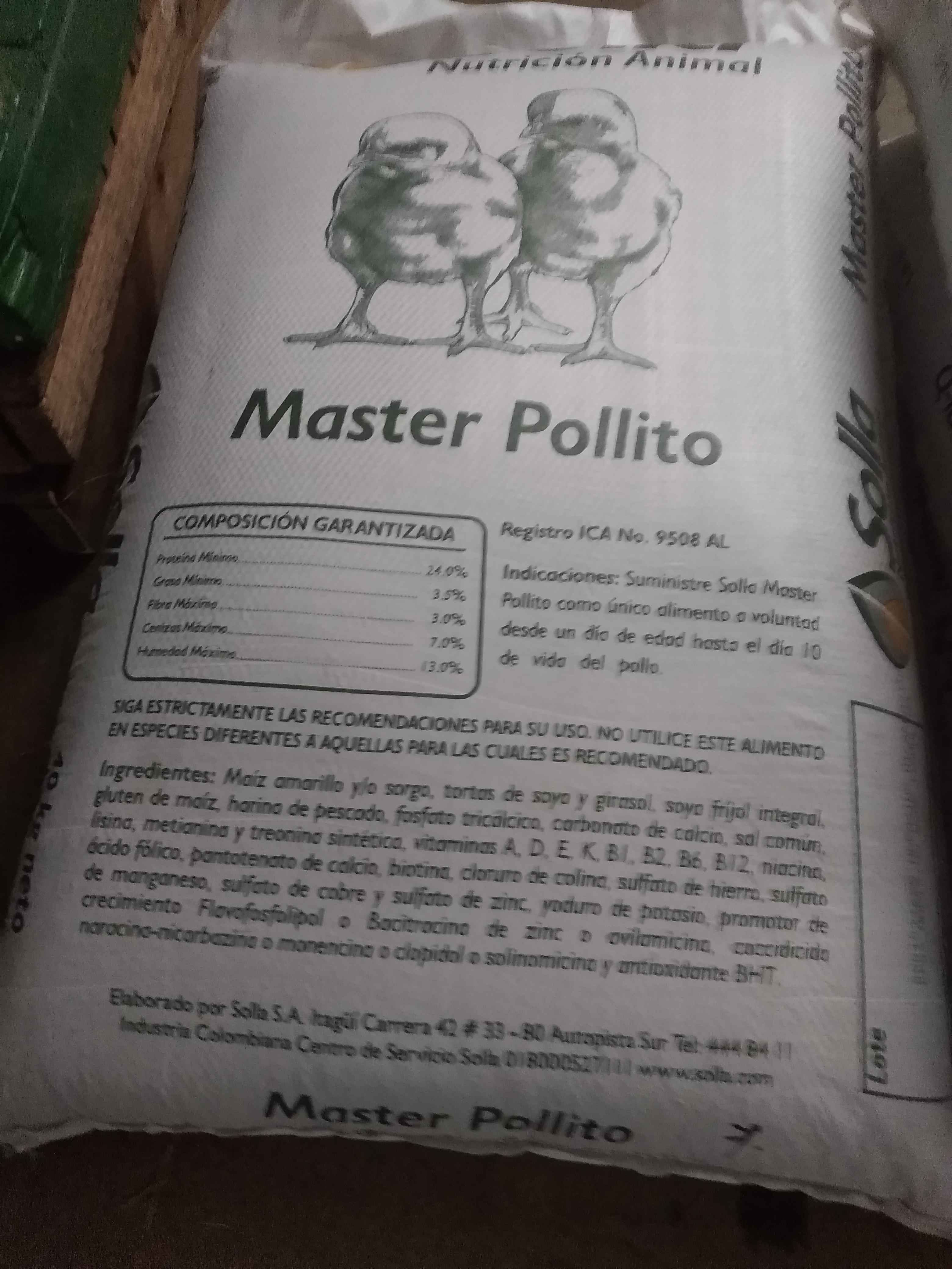 Master pollito