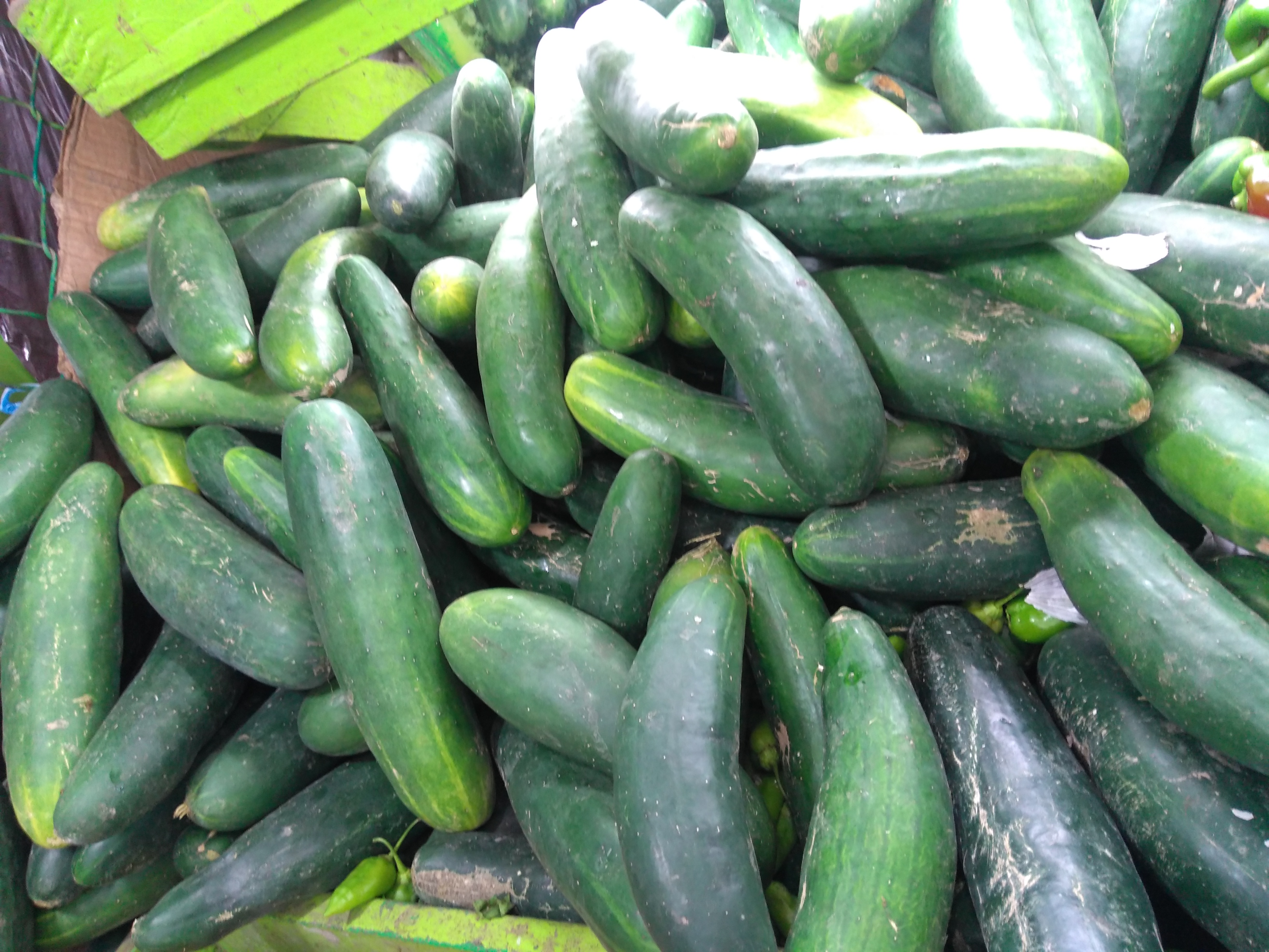 Pepino