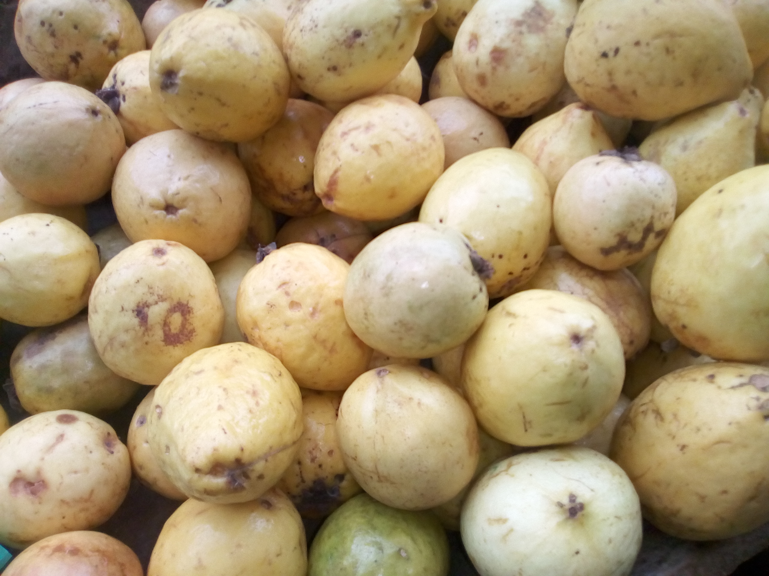 Guayaba