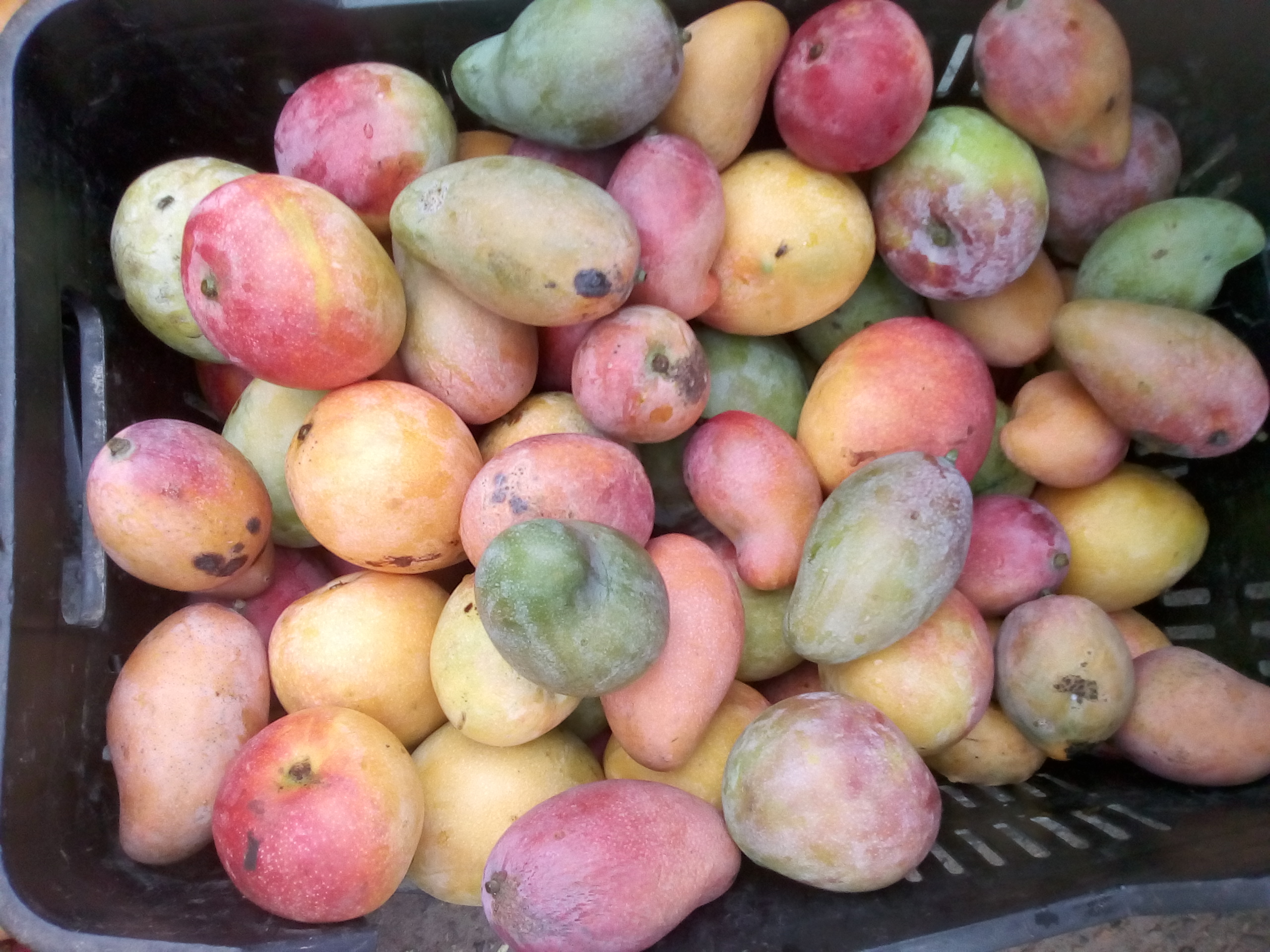 Mango manzana