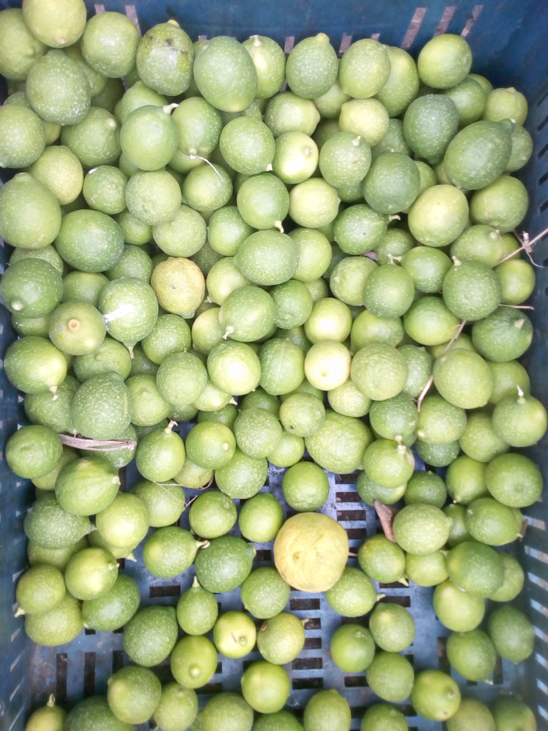 Limón