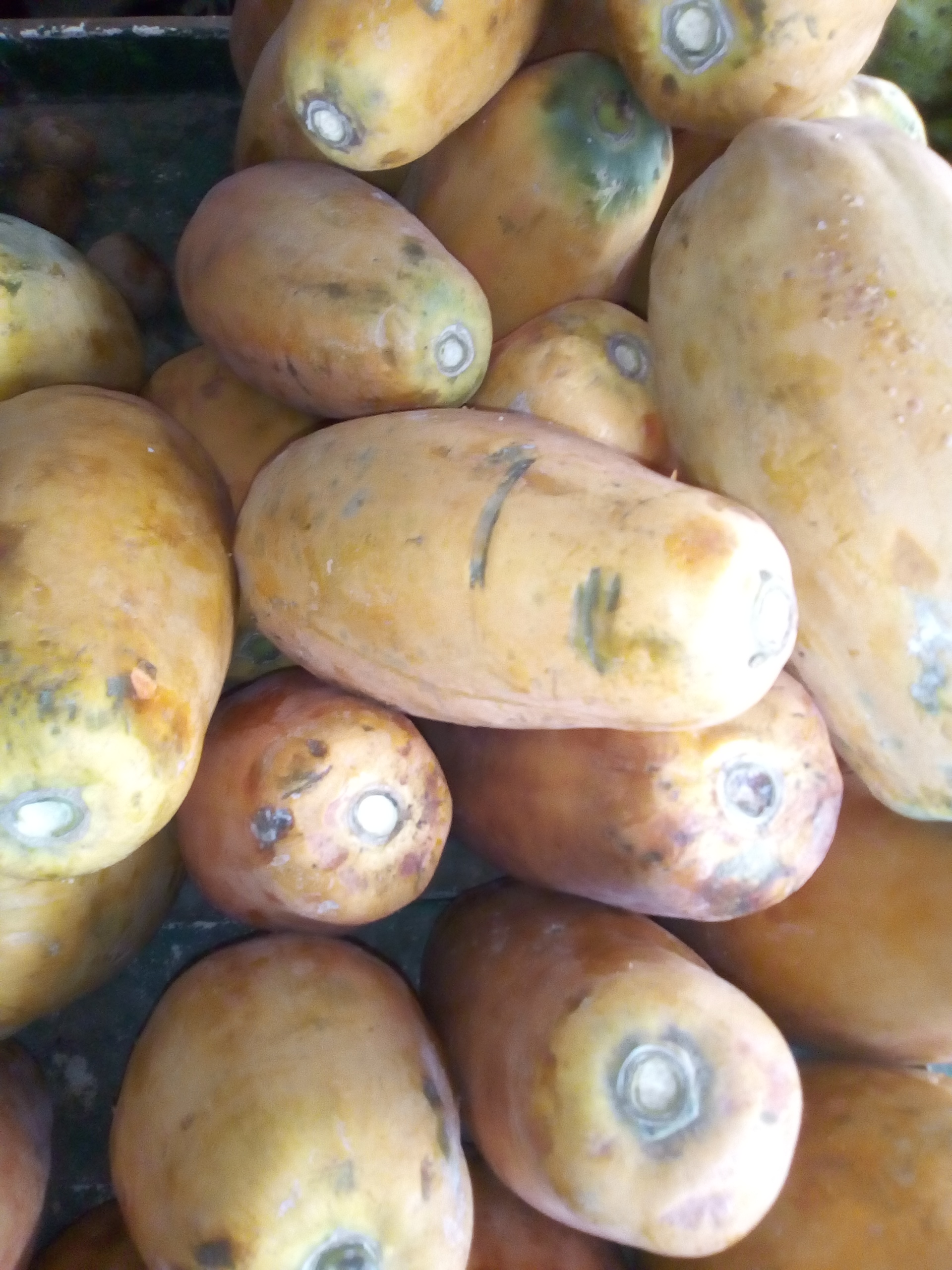 Papaya