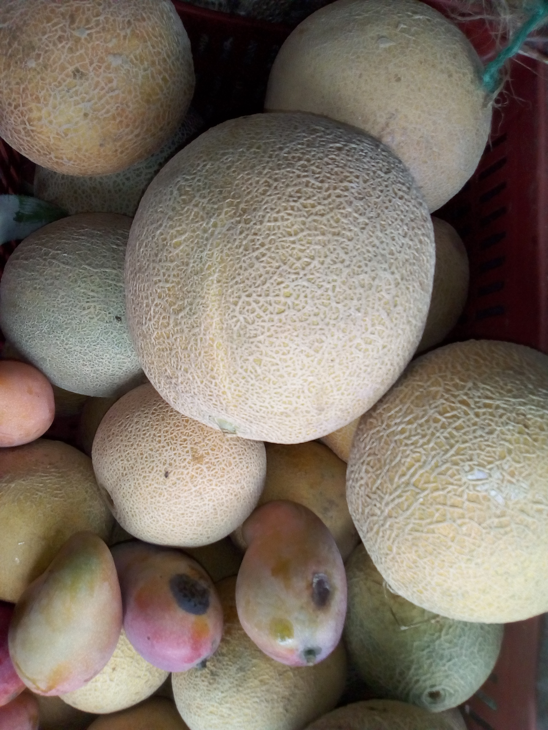 Melón