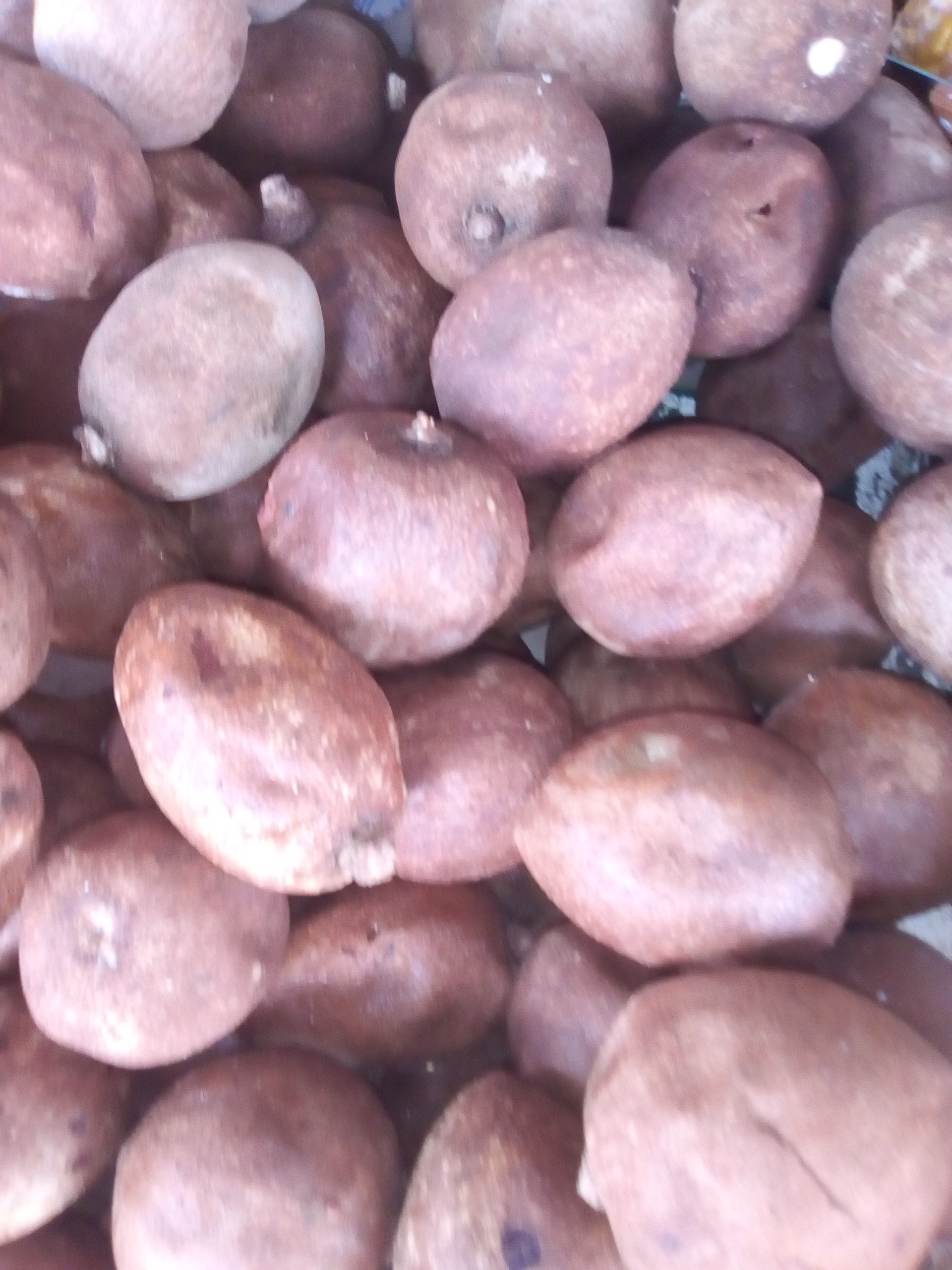 Zapote