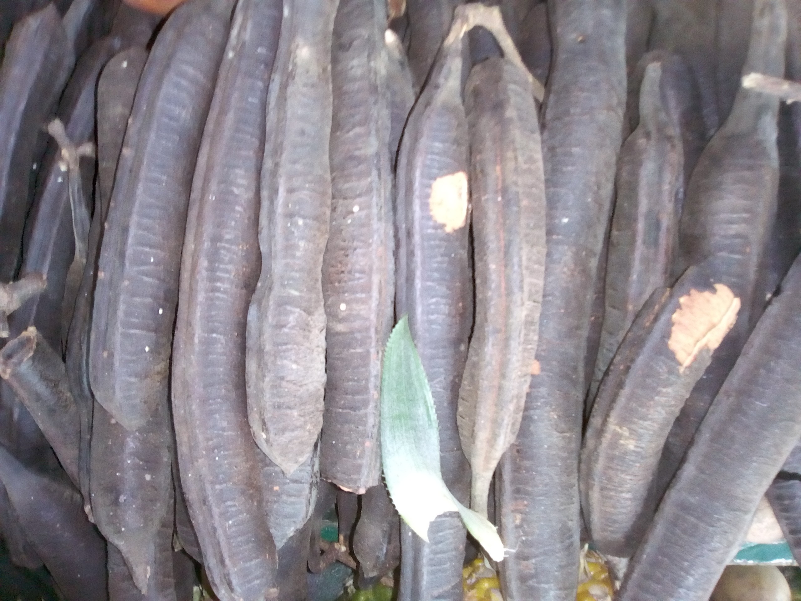 Cañandonga