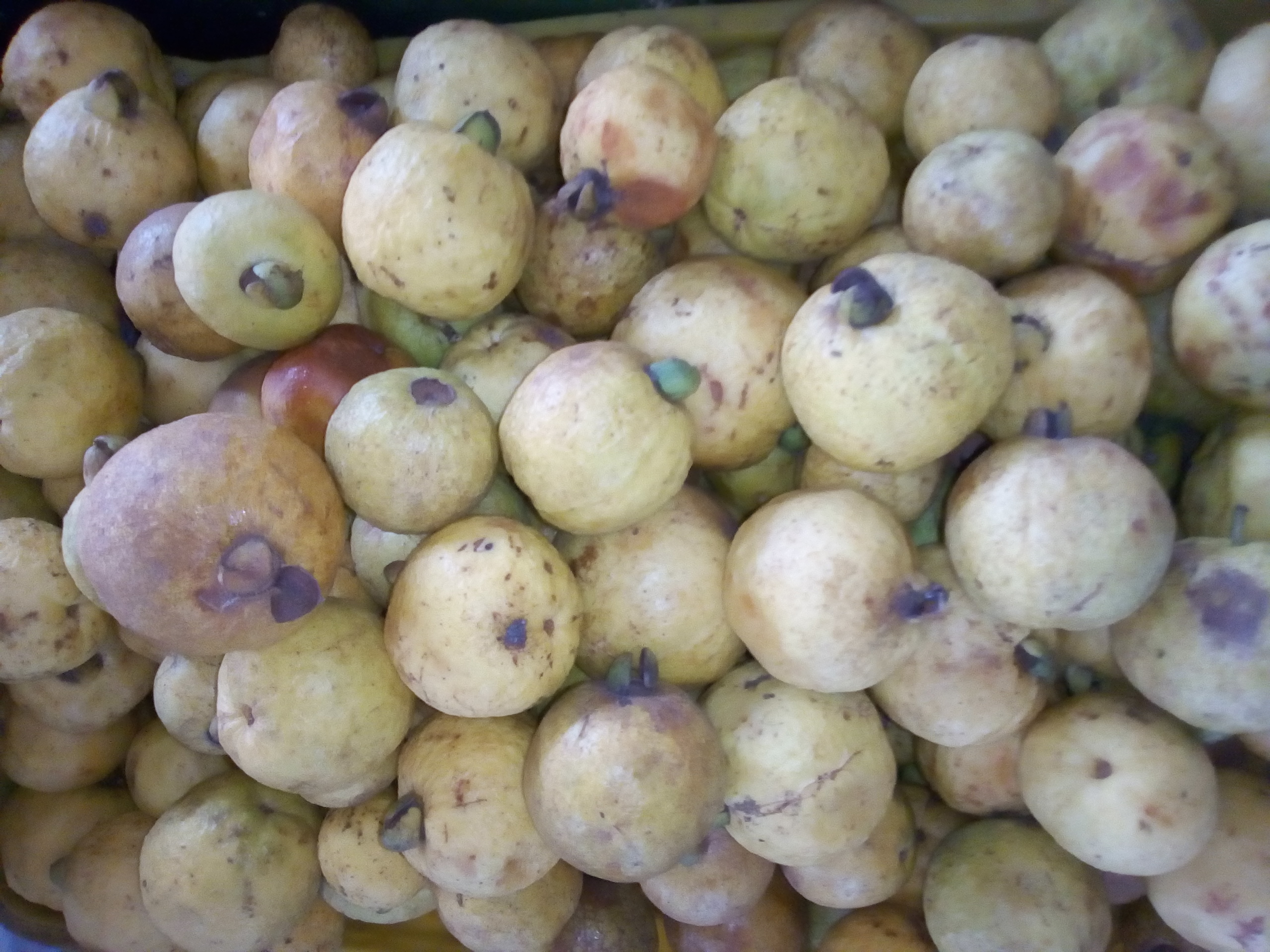 Guayaba dulce