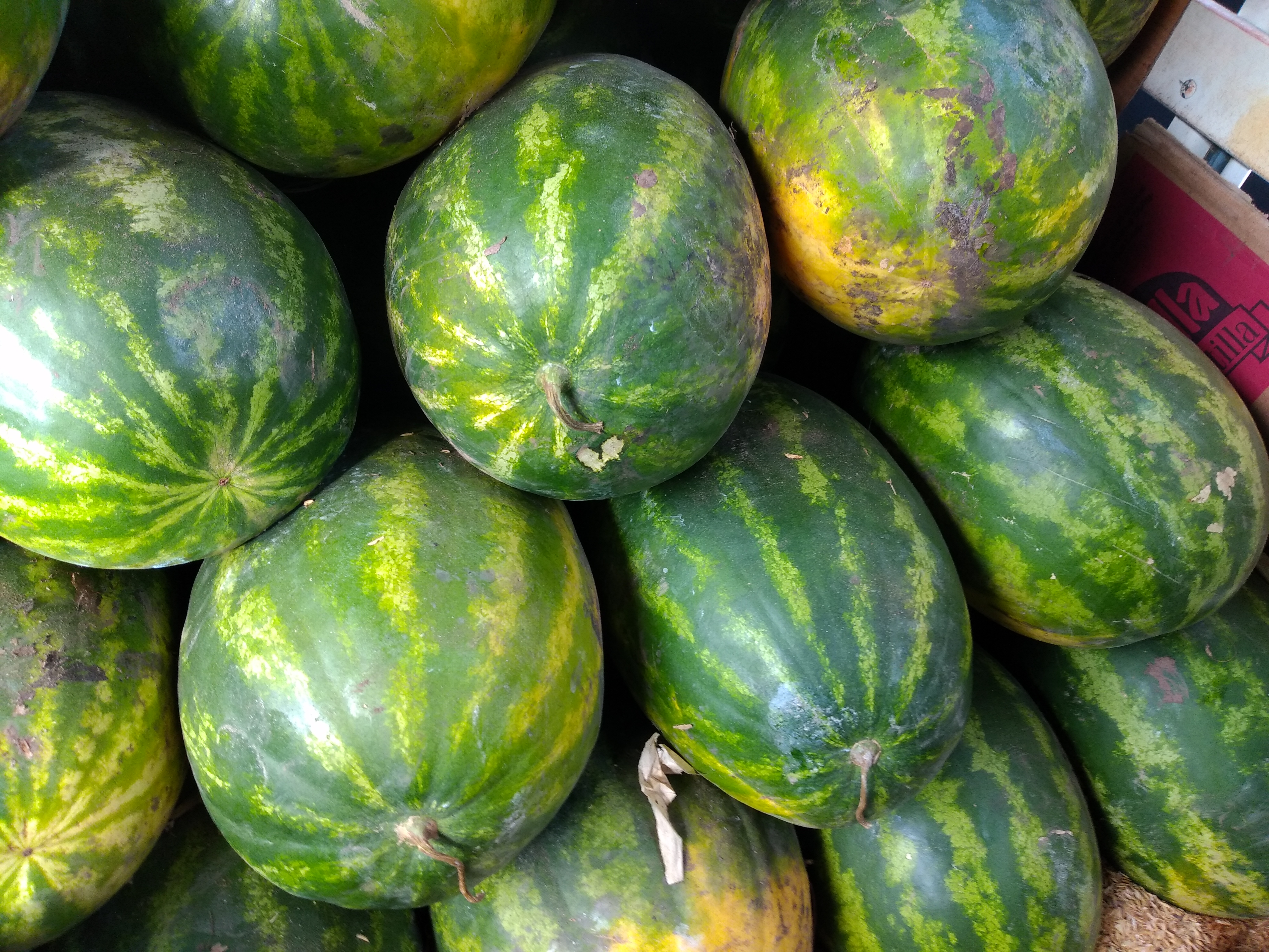 Sandía pareja
