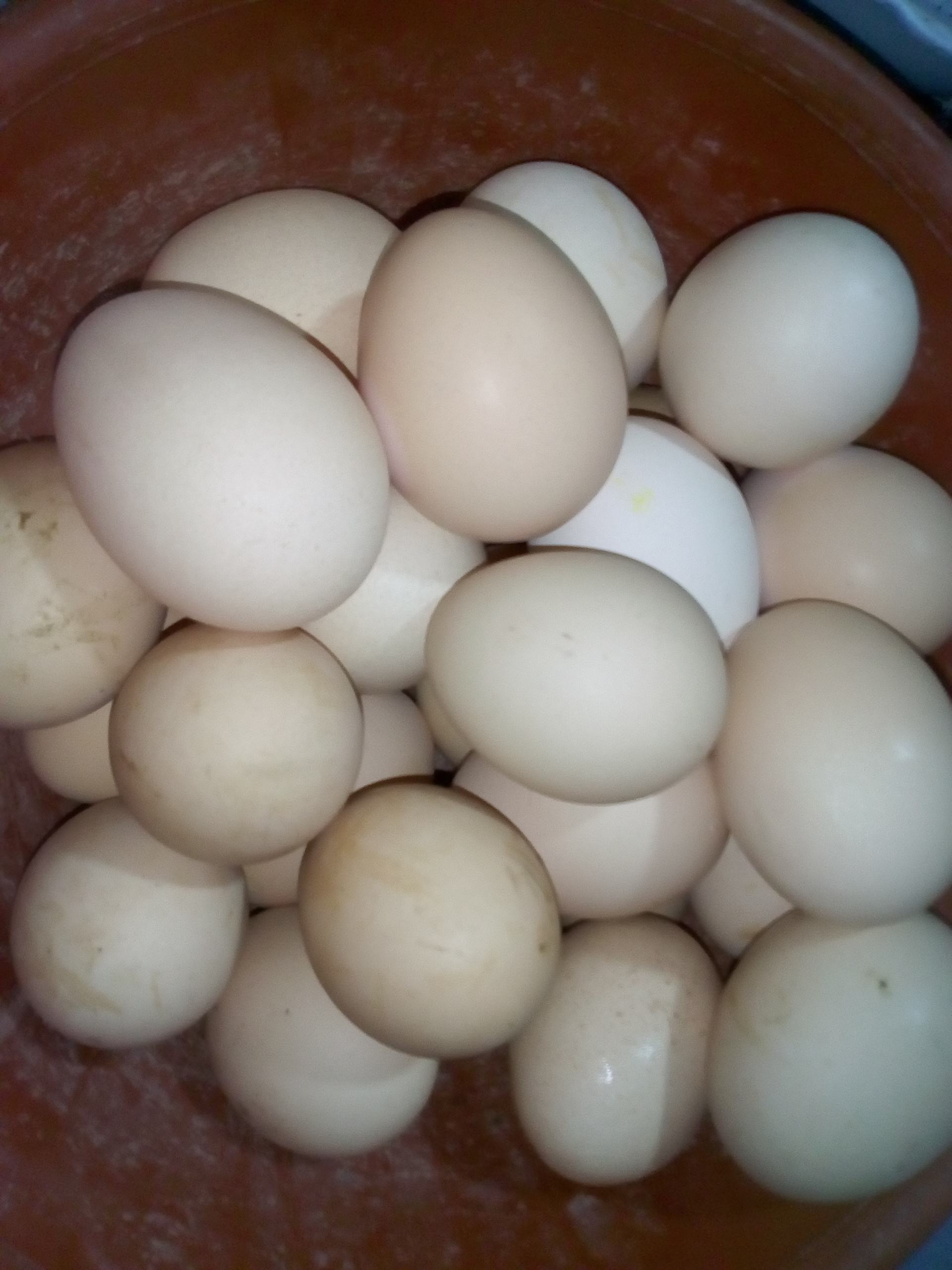 Huevo criollo