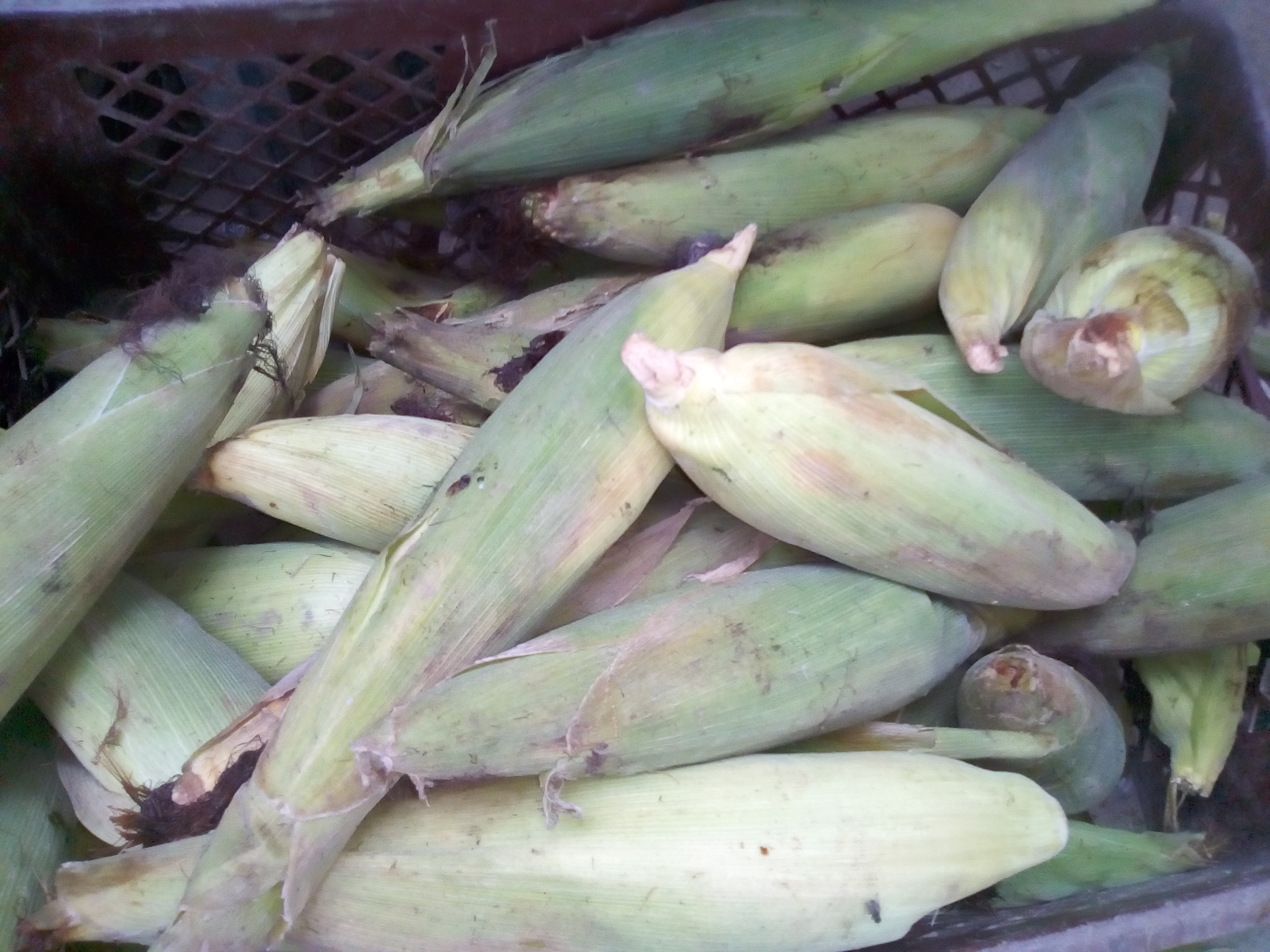 Mazorca de maíz x bulto