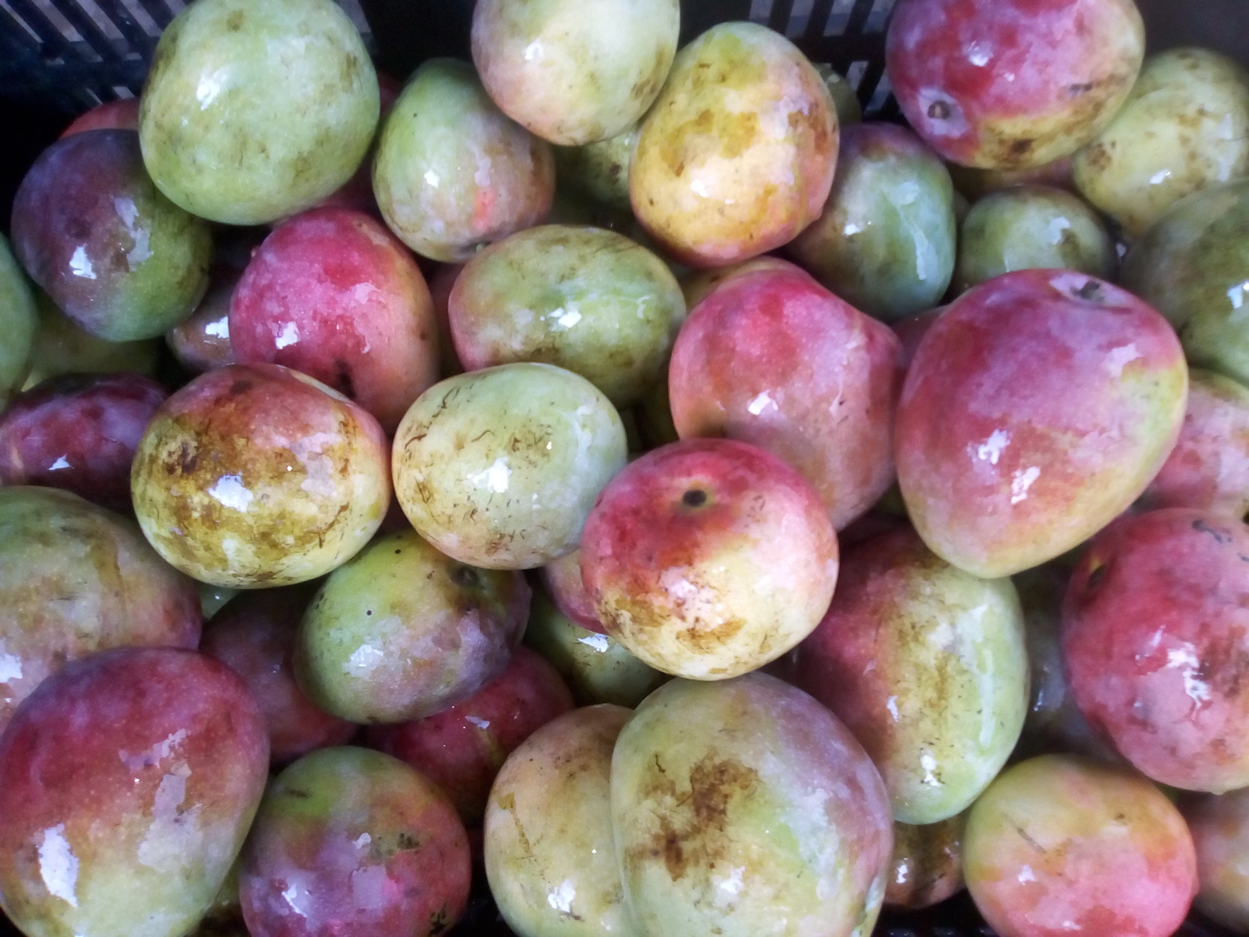 Mango manzana