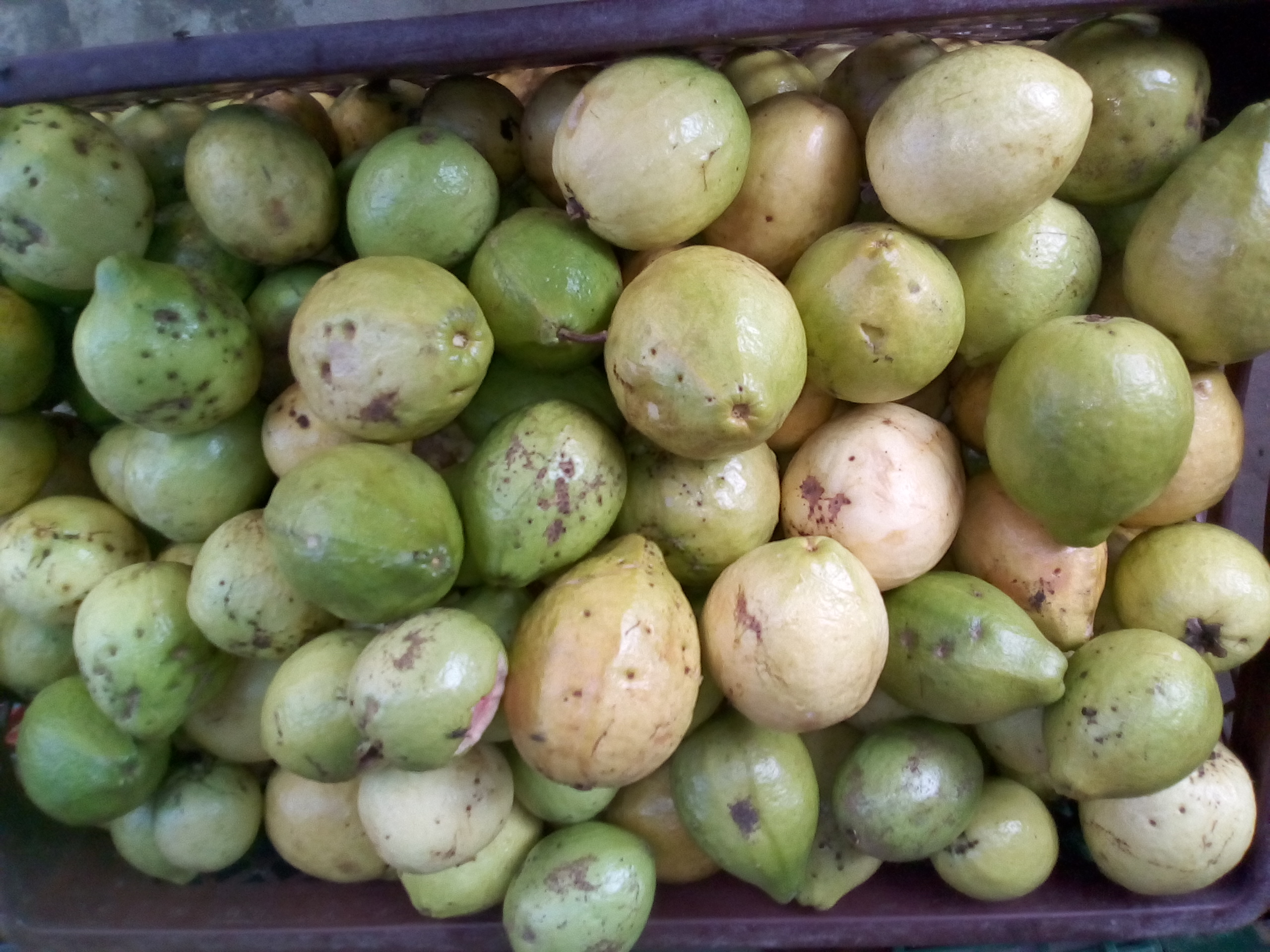 Guayaba dulce