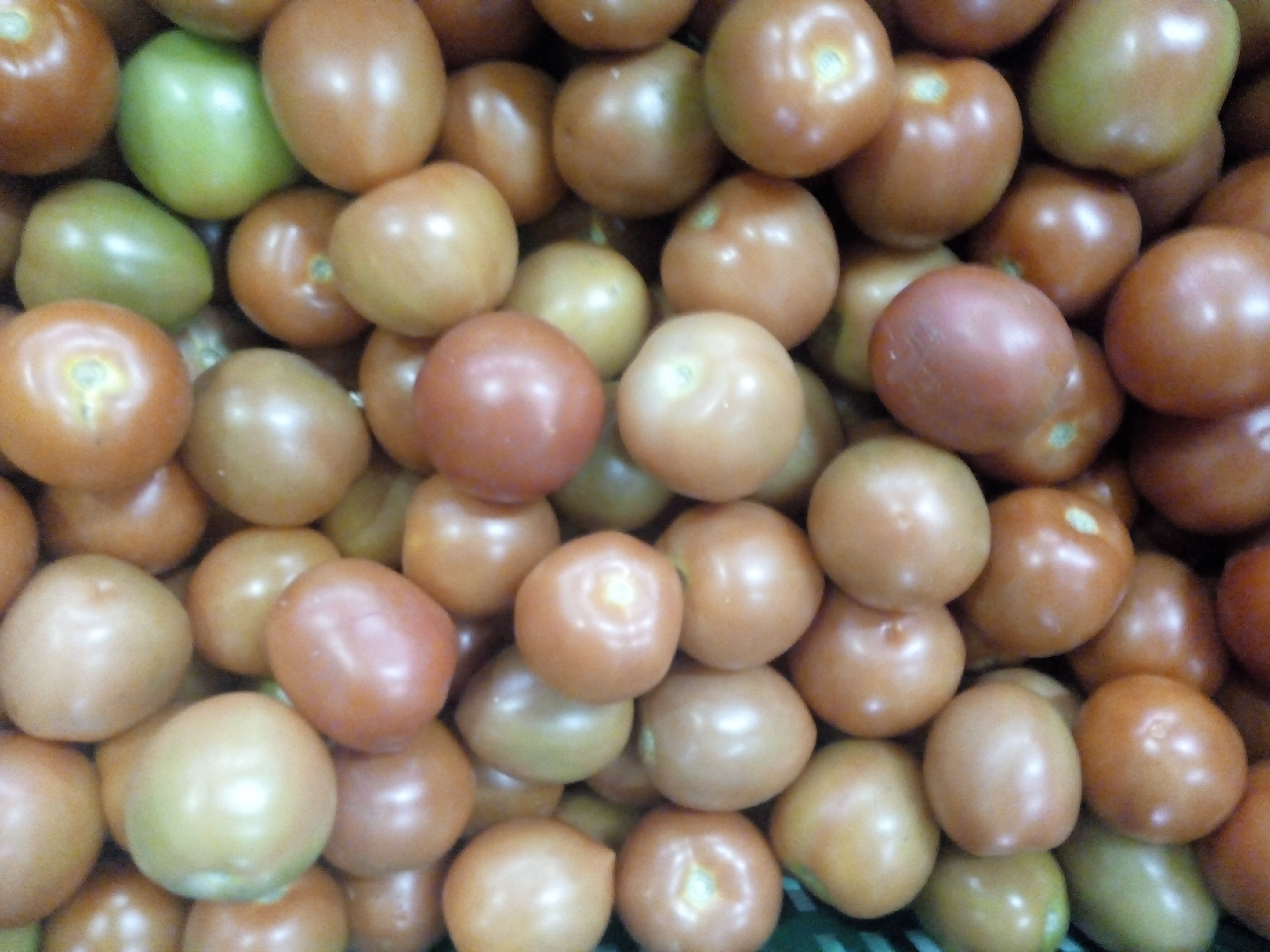 Tomate