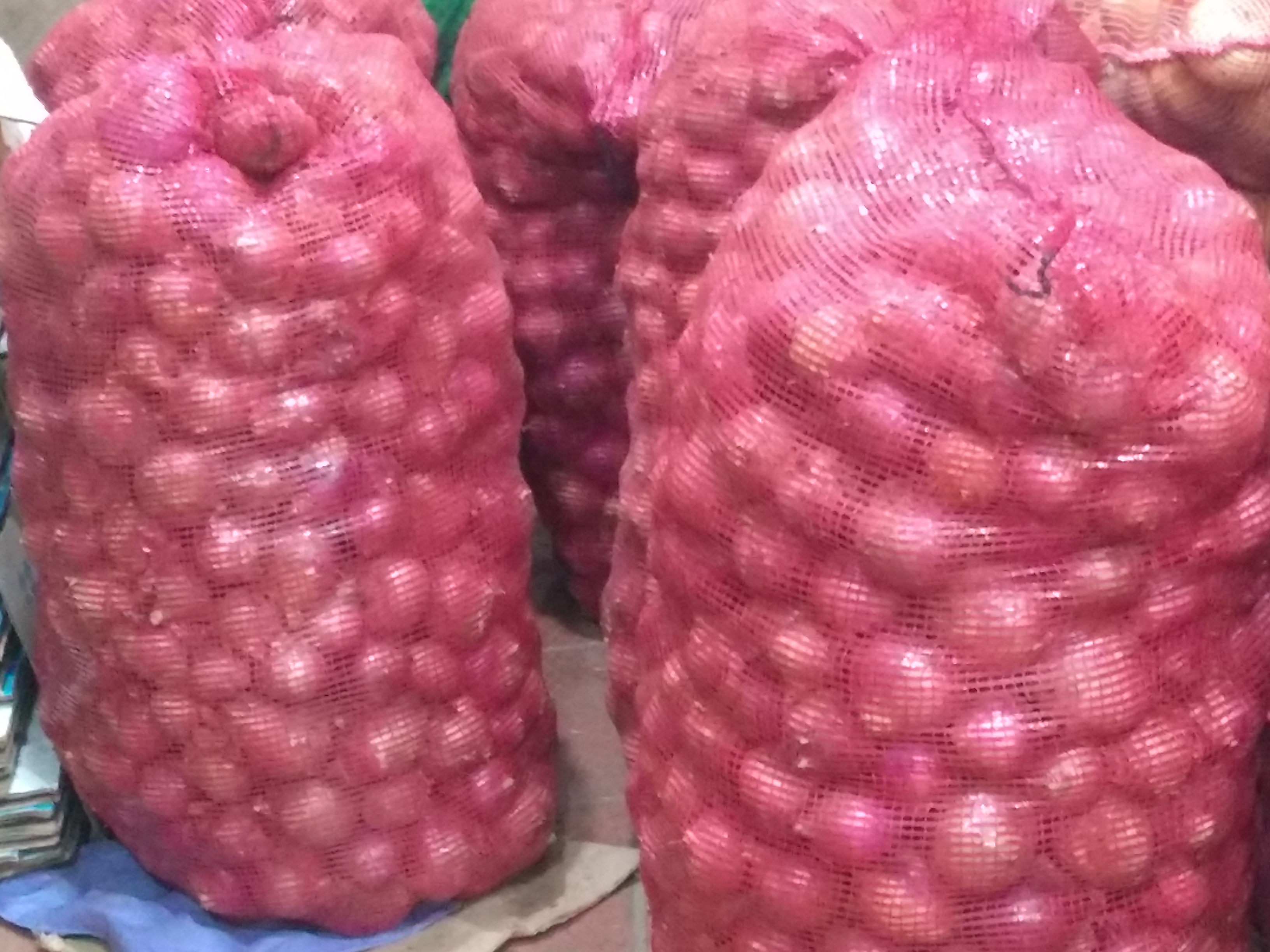 Cebolla