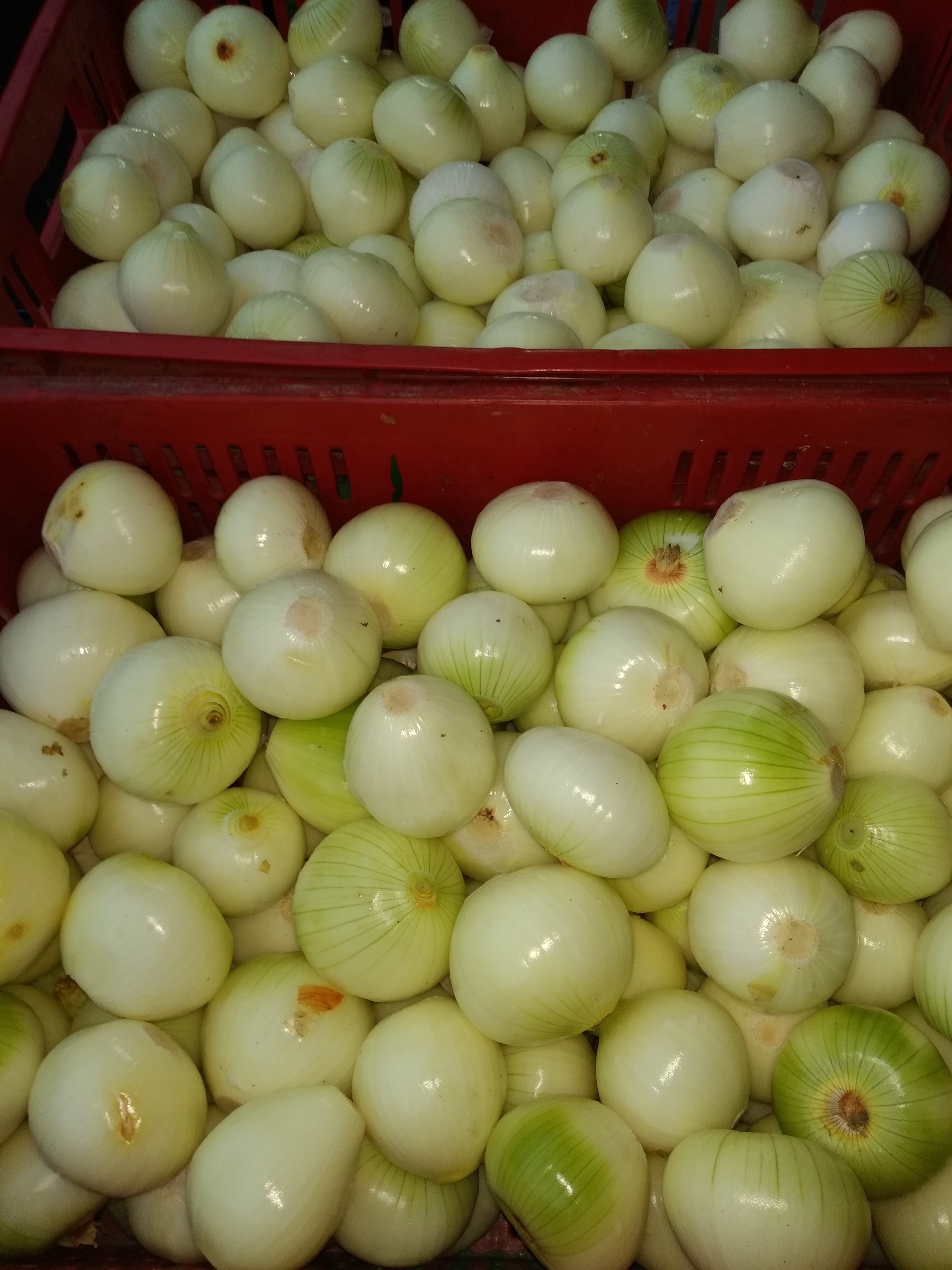 Cebolla blanca y pelada