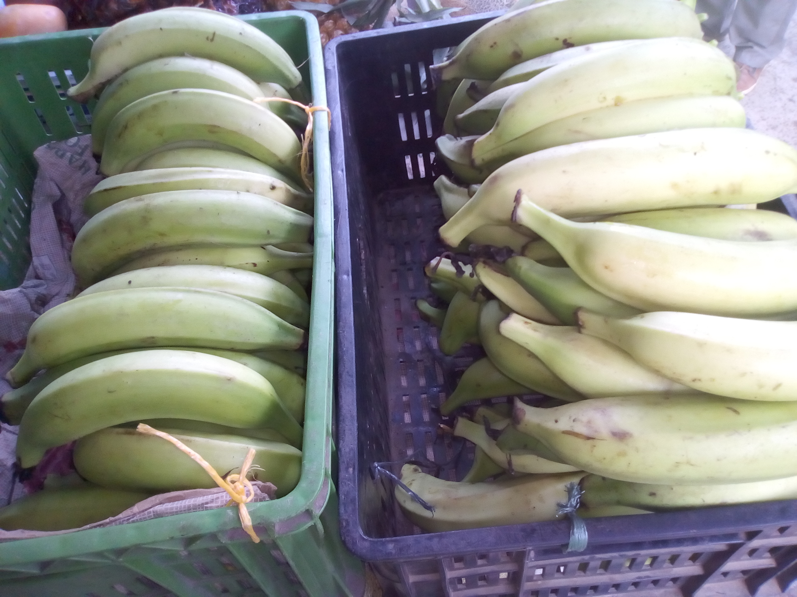 Plátano
