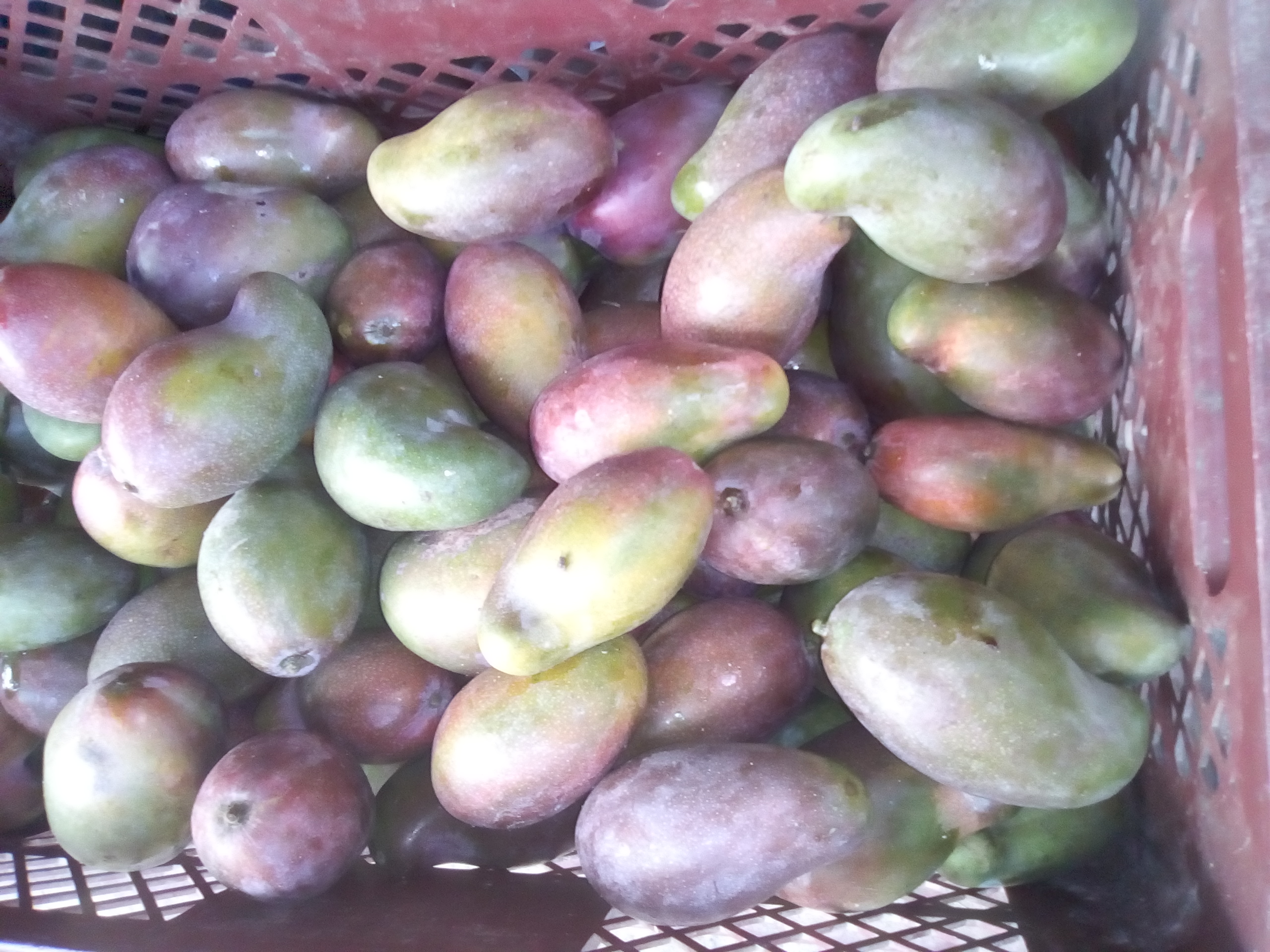 Mango de chupa