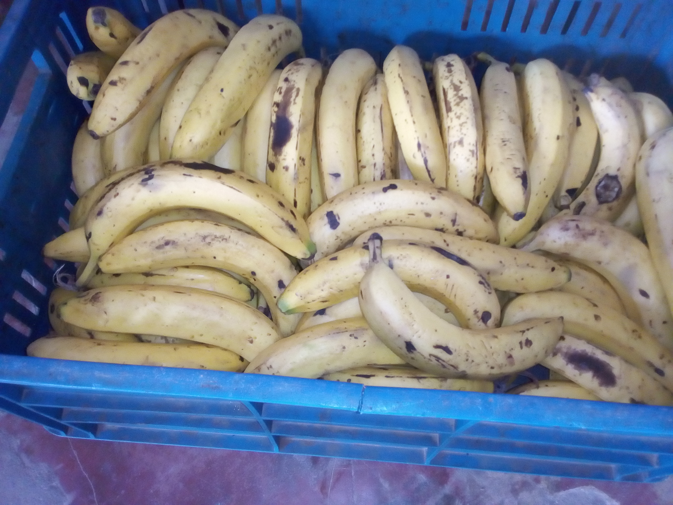 Banano maduro x caja