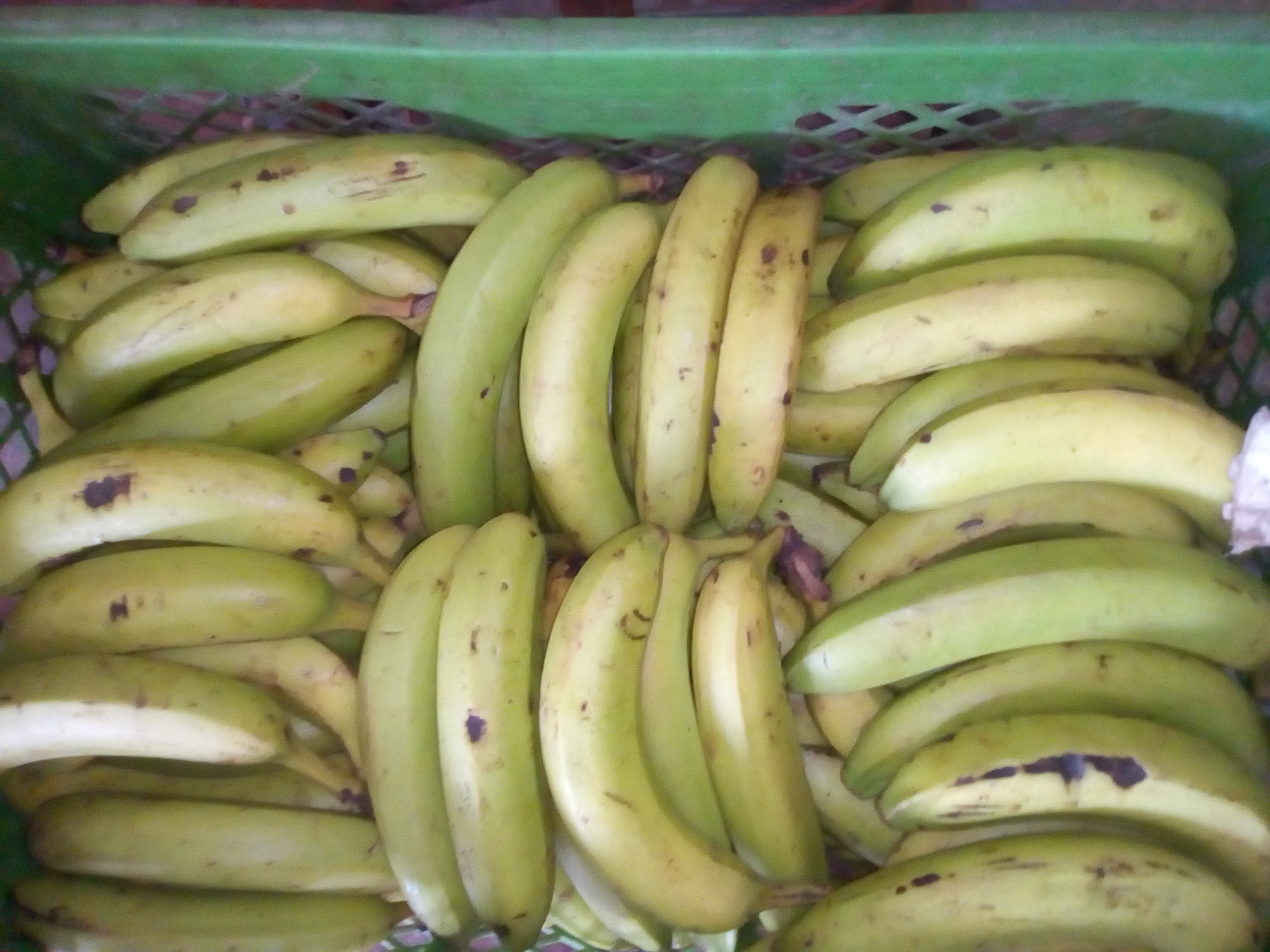 Banano verde