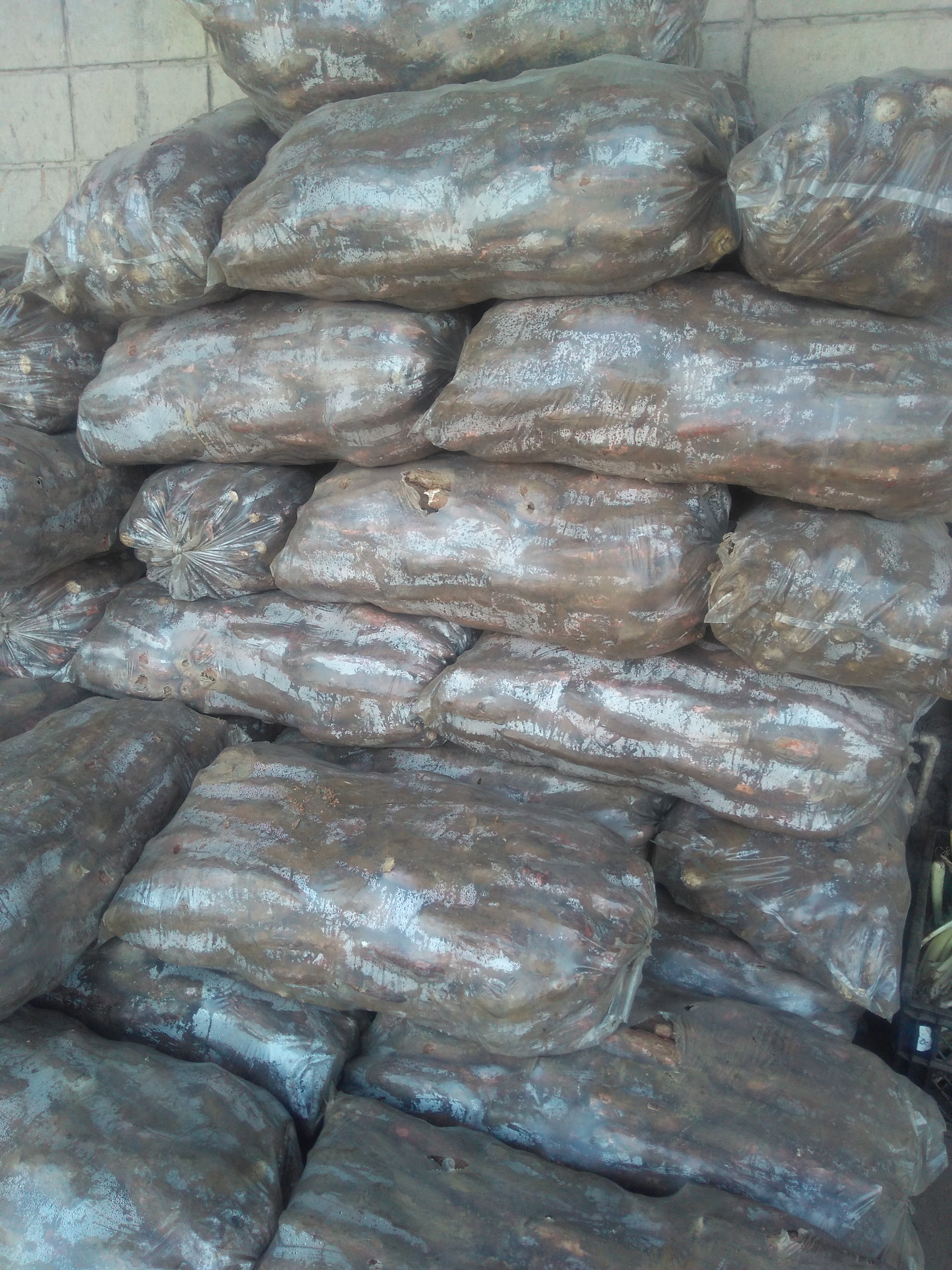 Yuca