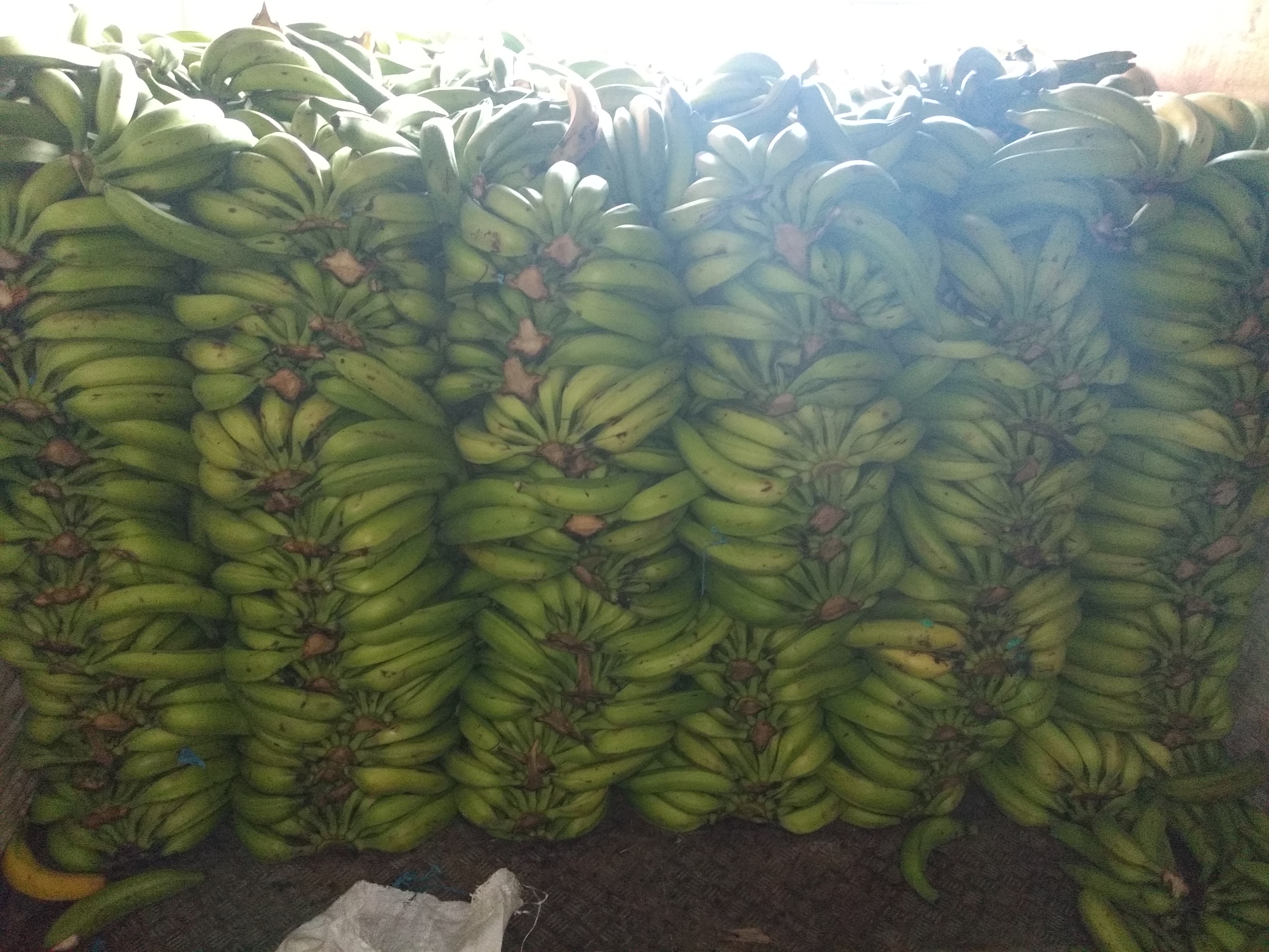 Plátano verde