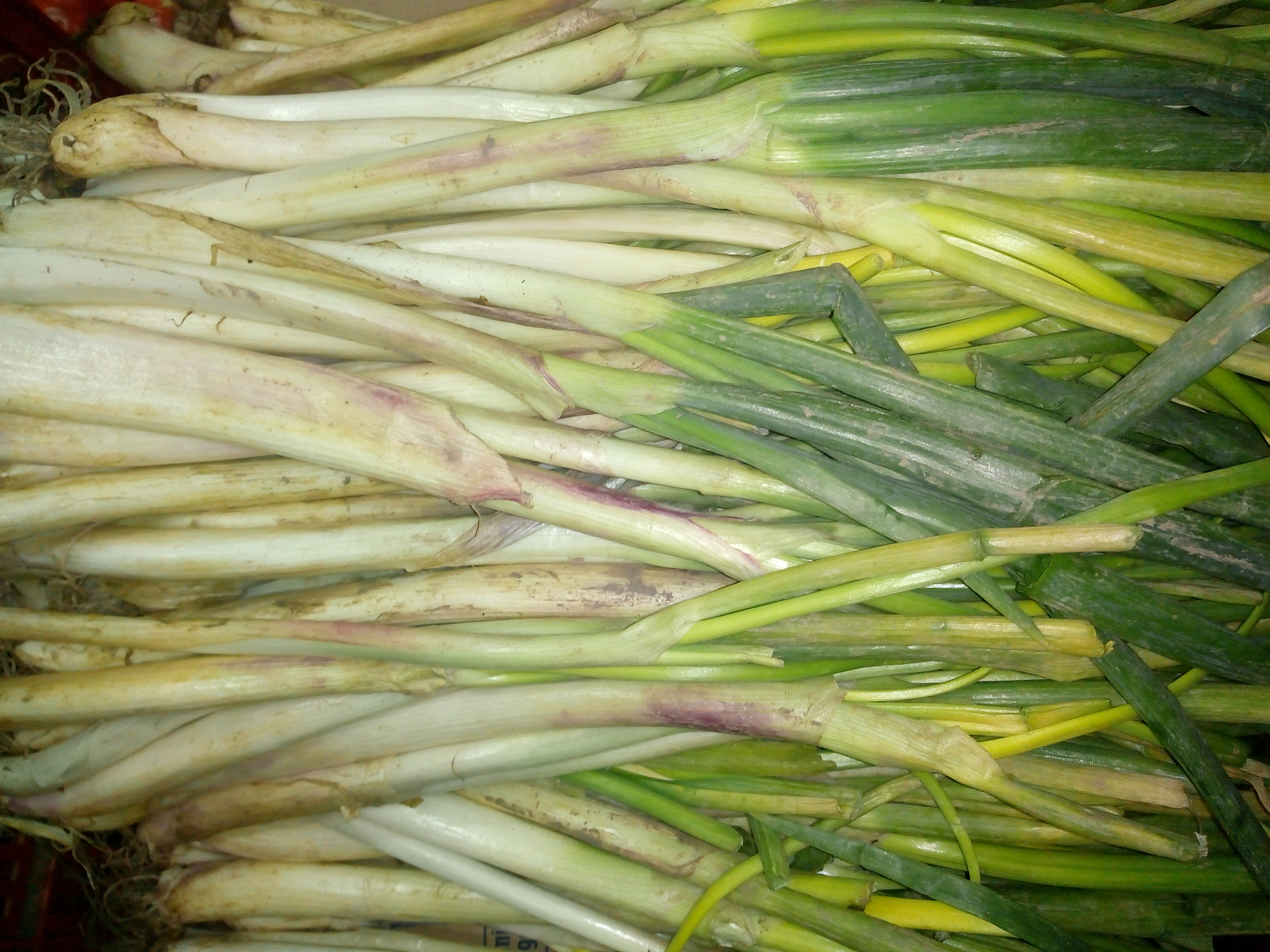 Cebolla larga
