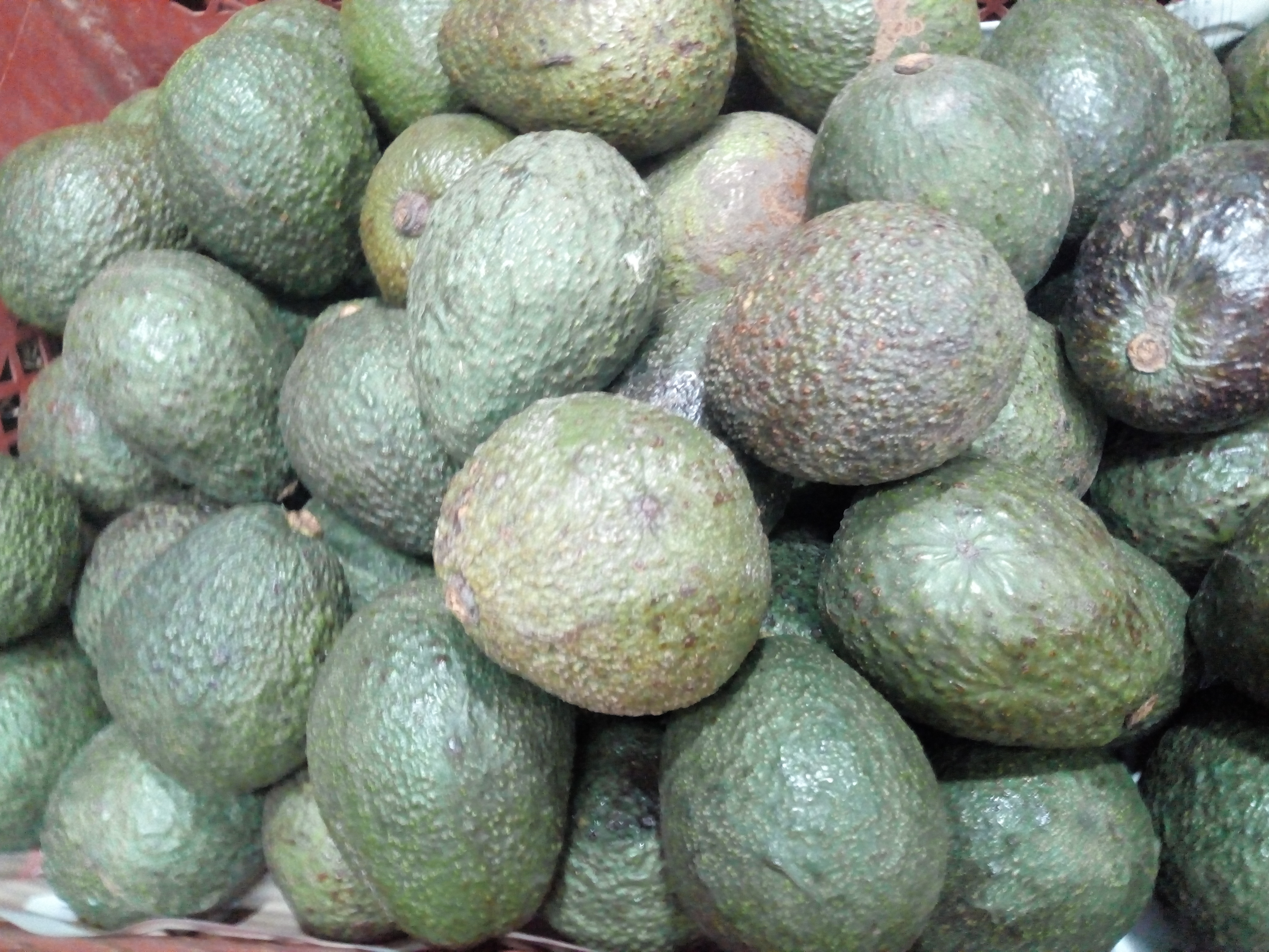 Aguacate haz