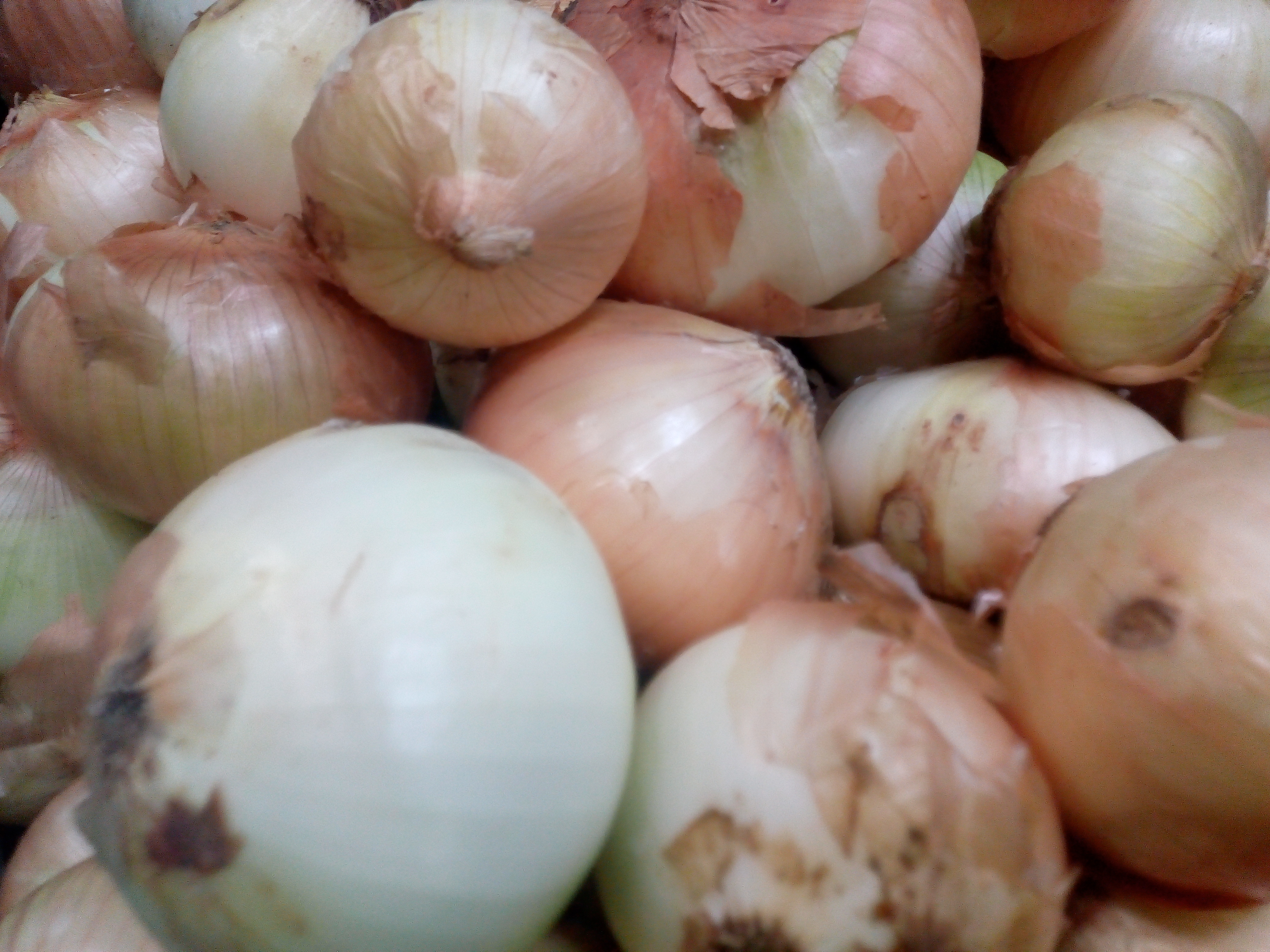 Cebolla cabezona