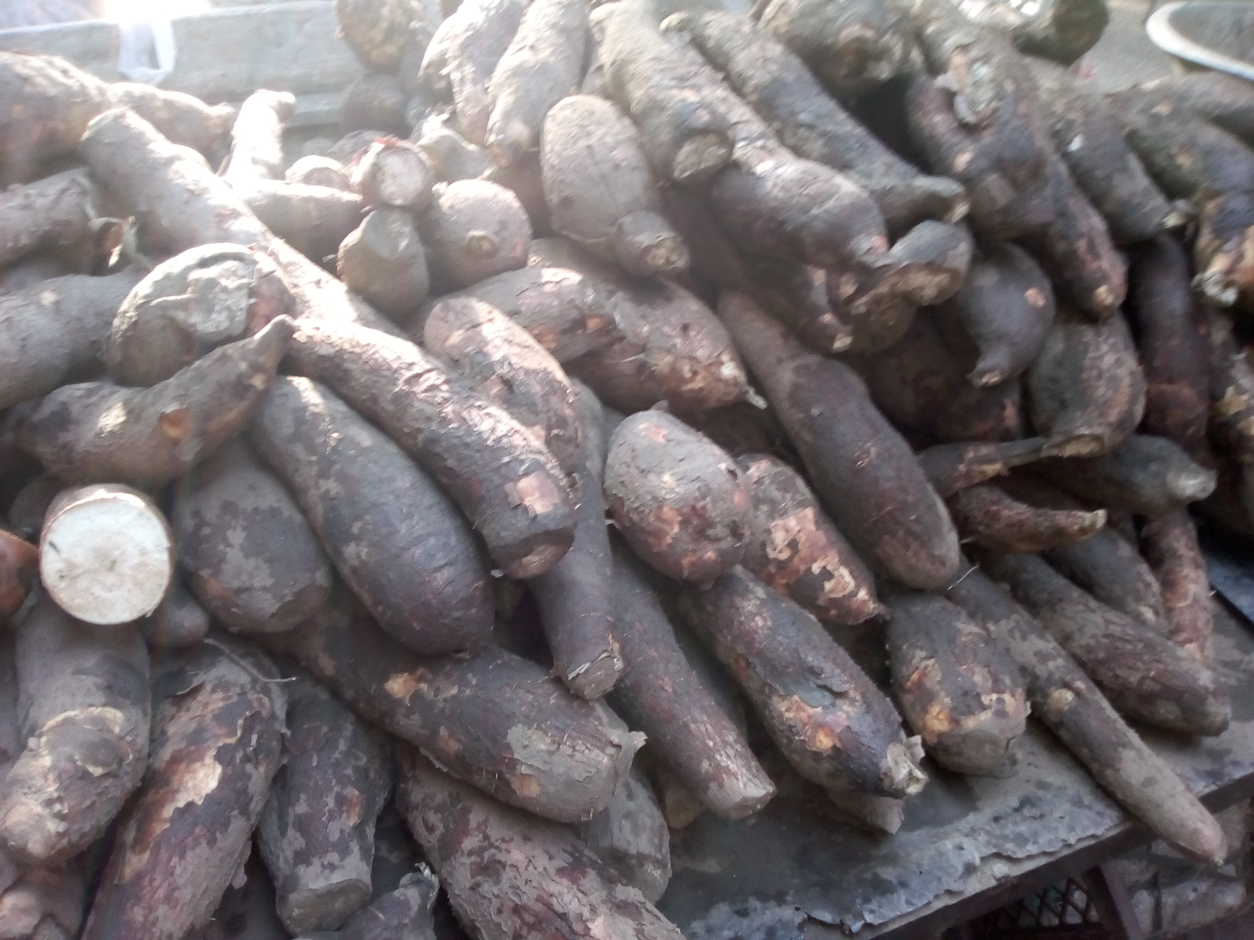 Yuca