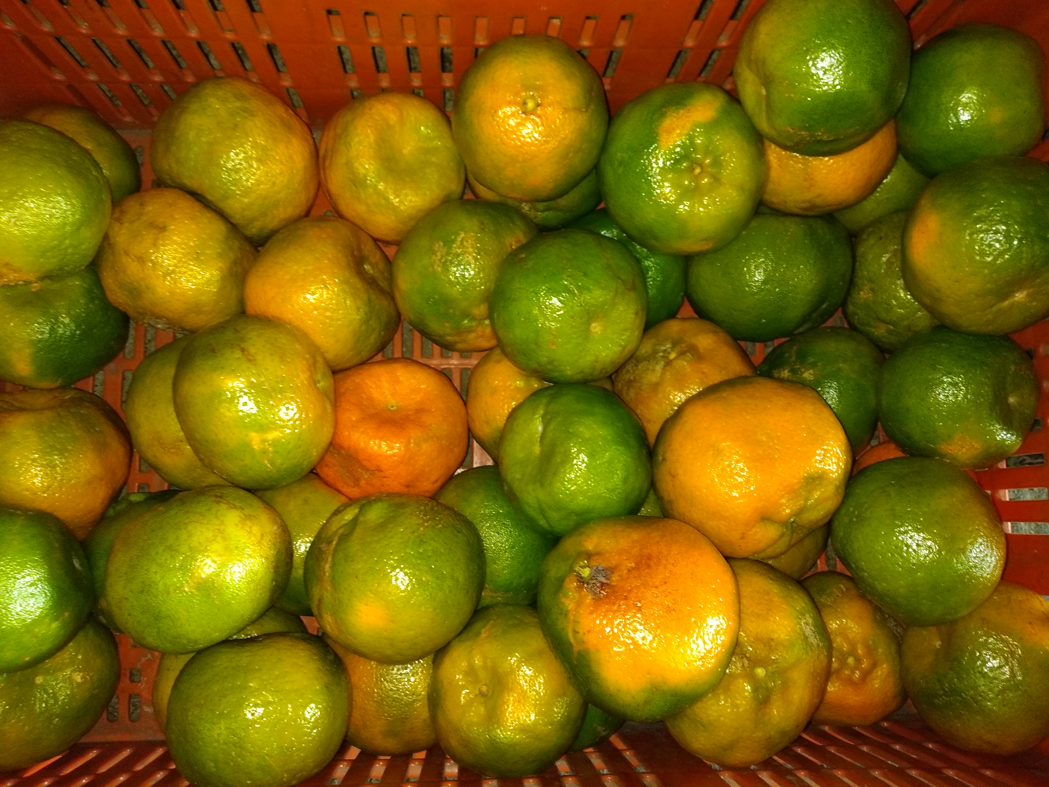 Mandarina