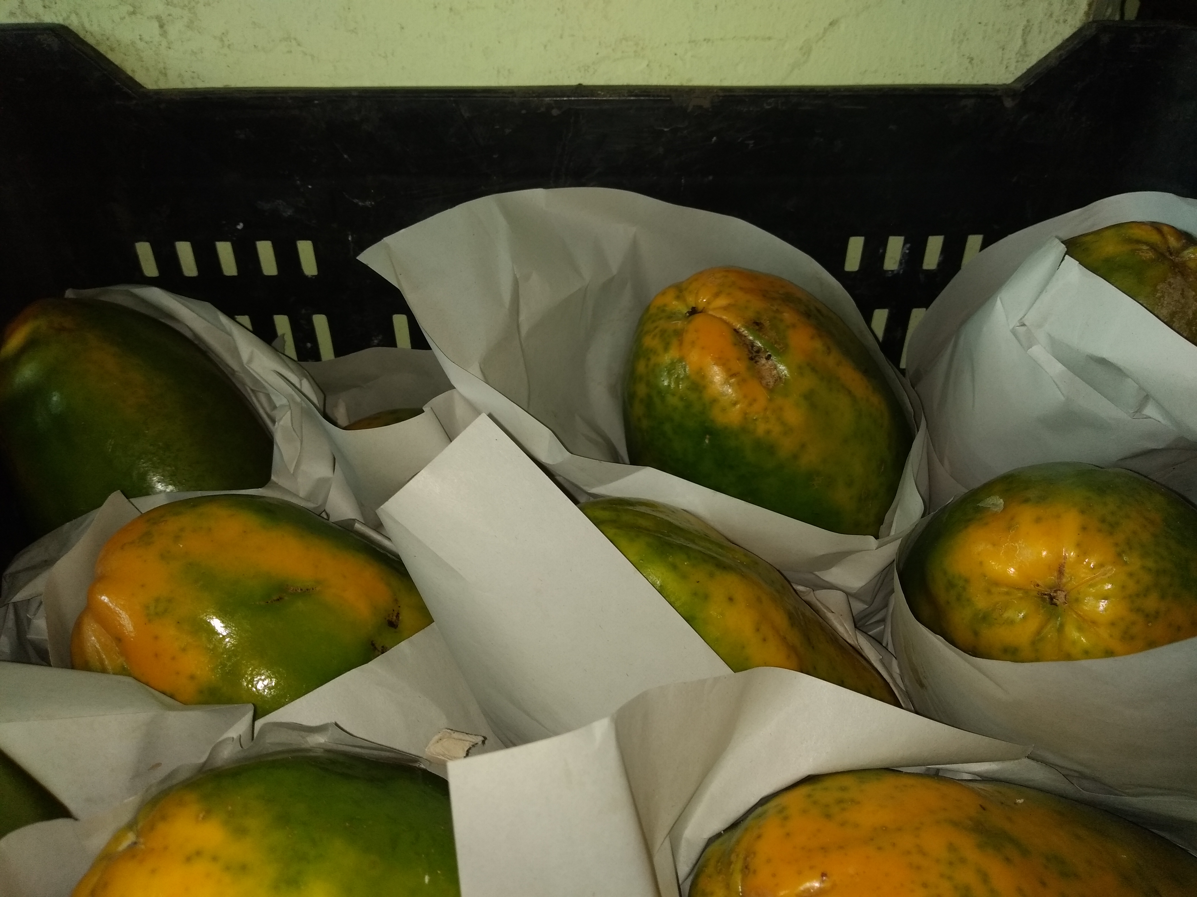 Papaya maradol