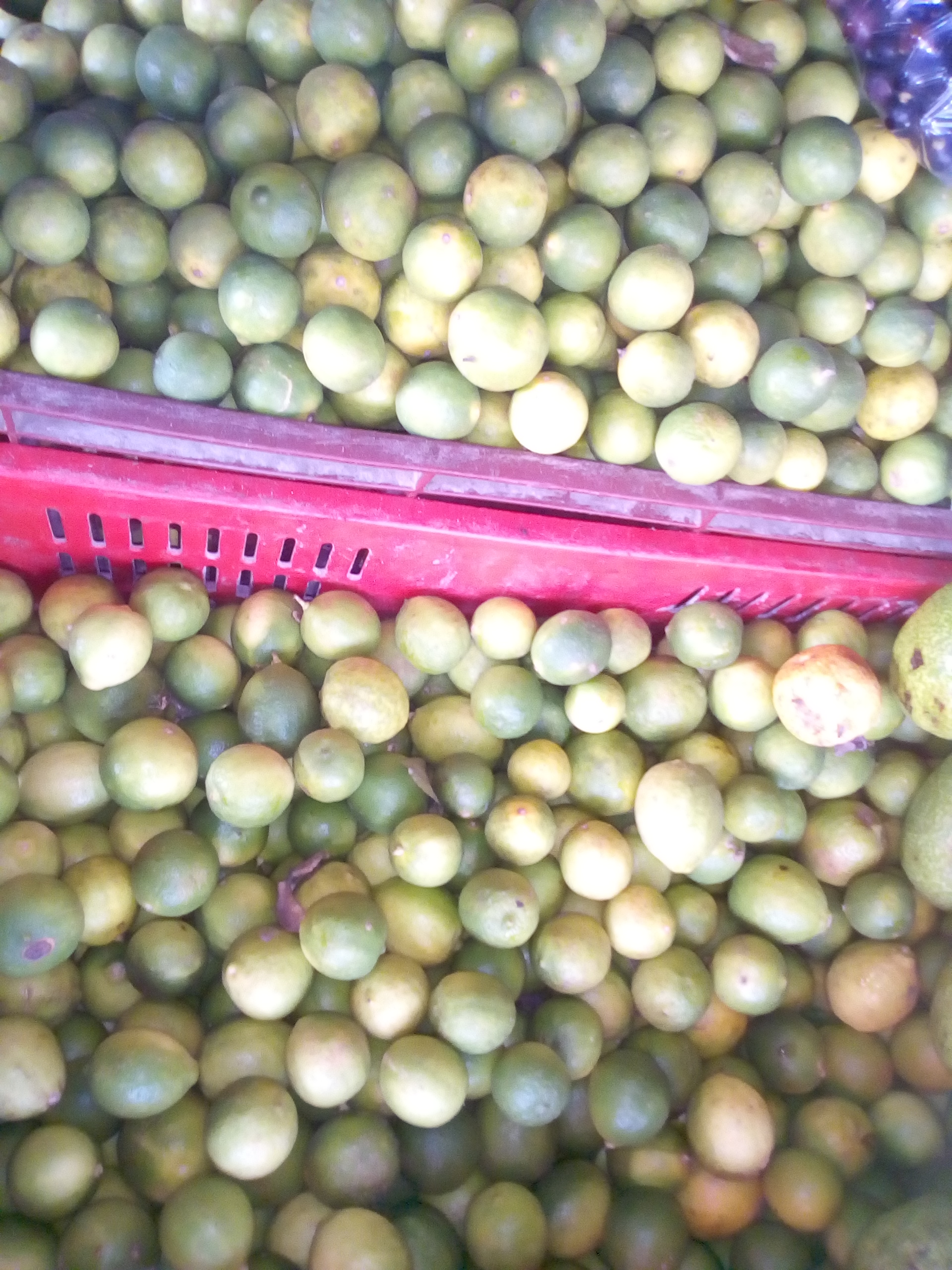 Limón