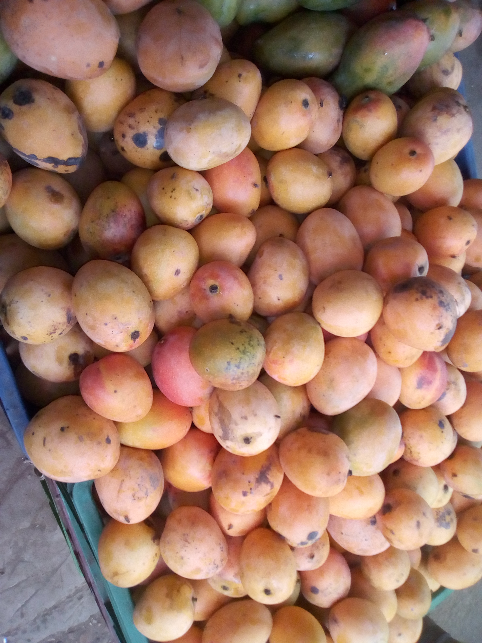 Mango azúcar
