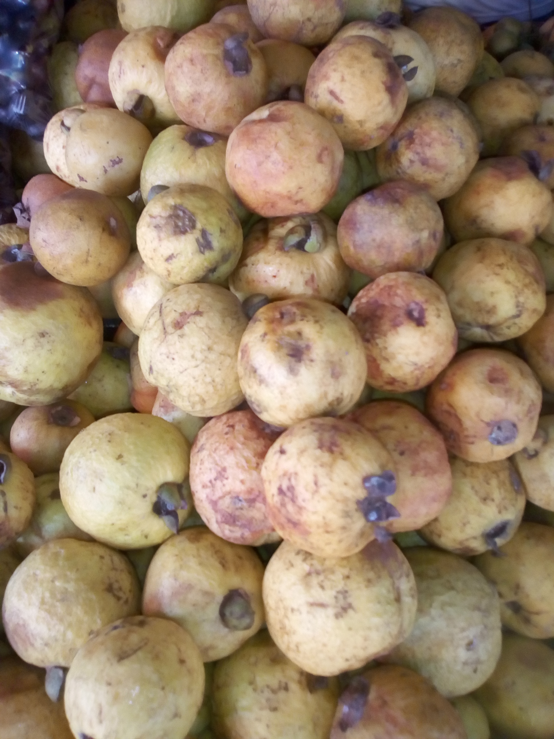 Guayaba agria