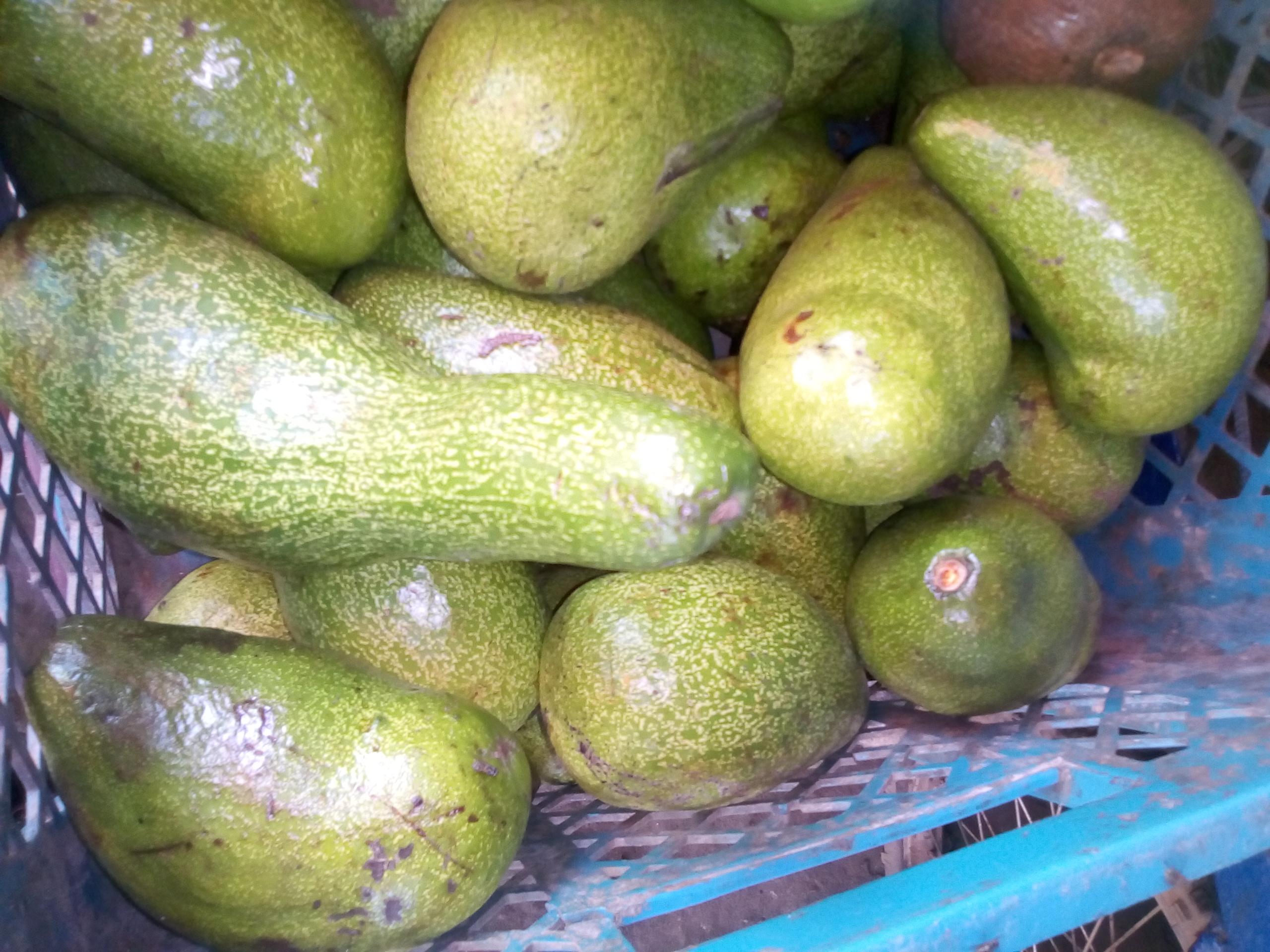 Aguacate