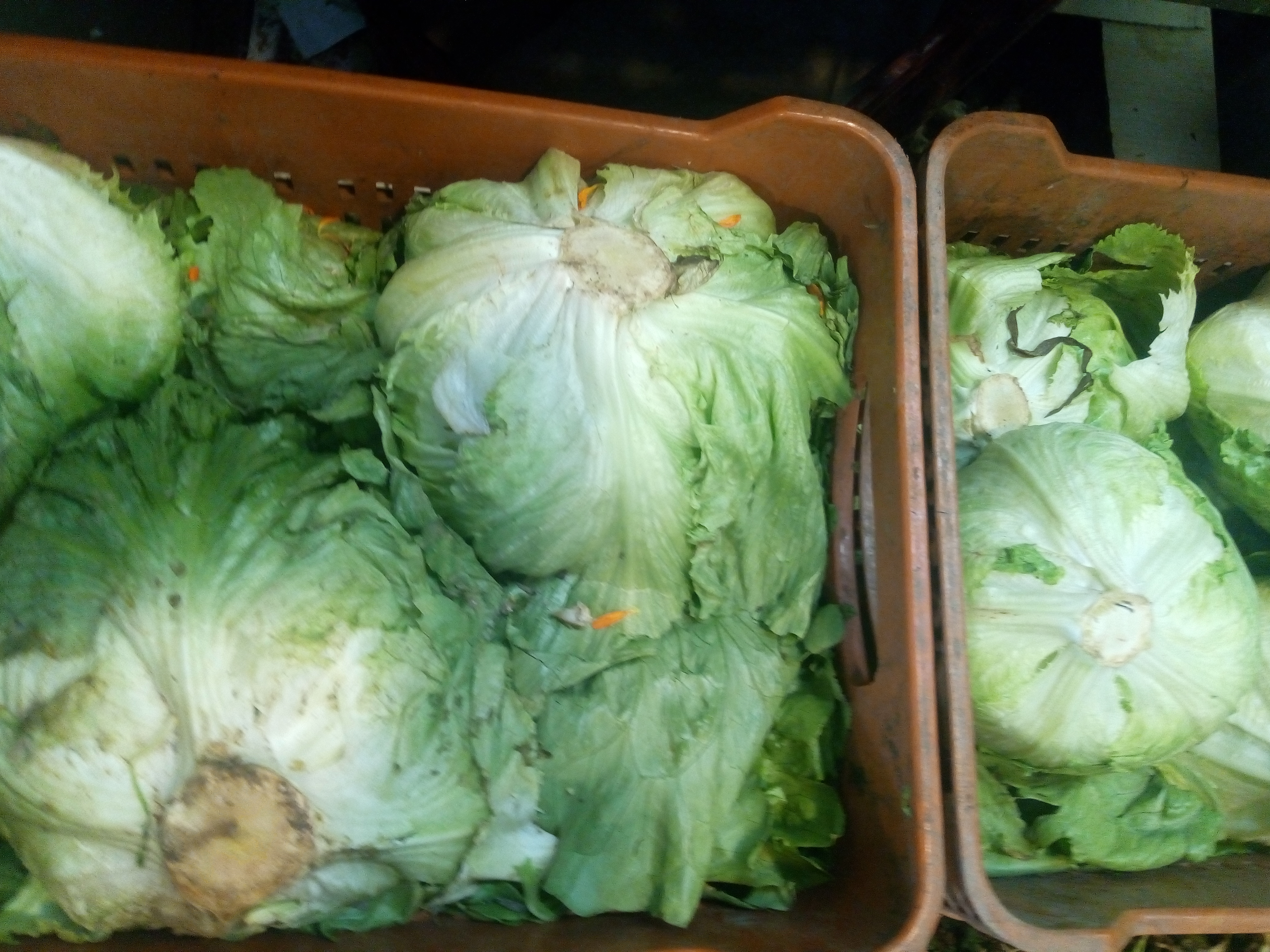 Lechuga baltabia