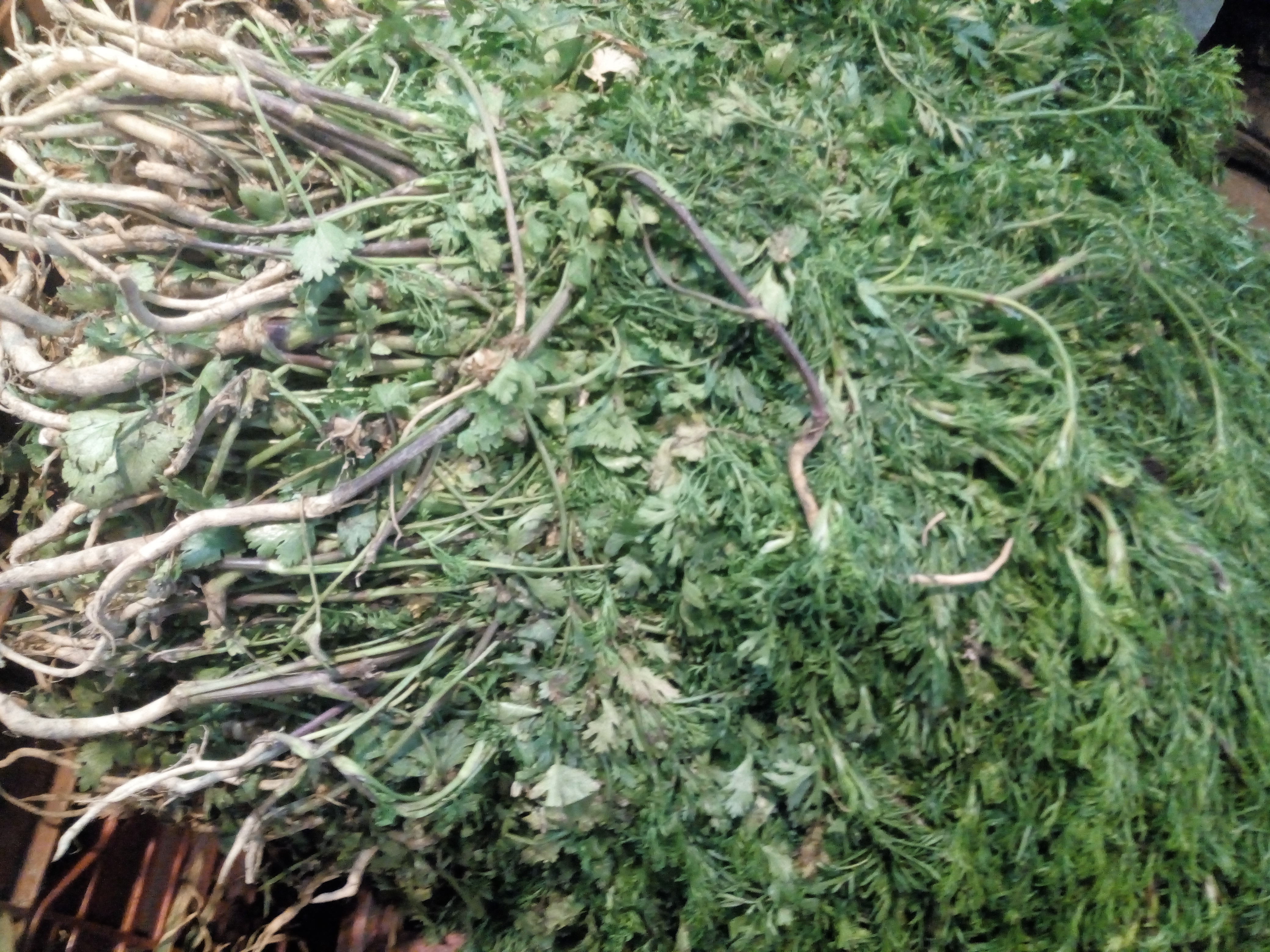 Cilantro