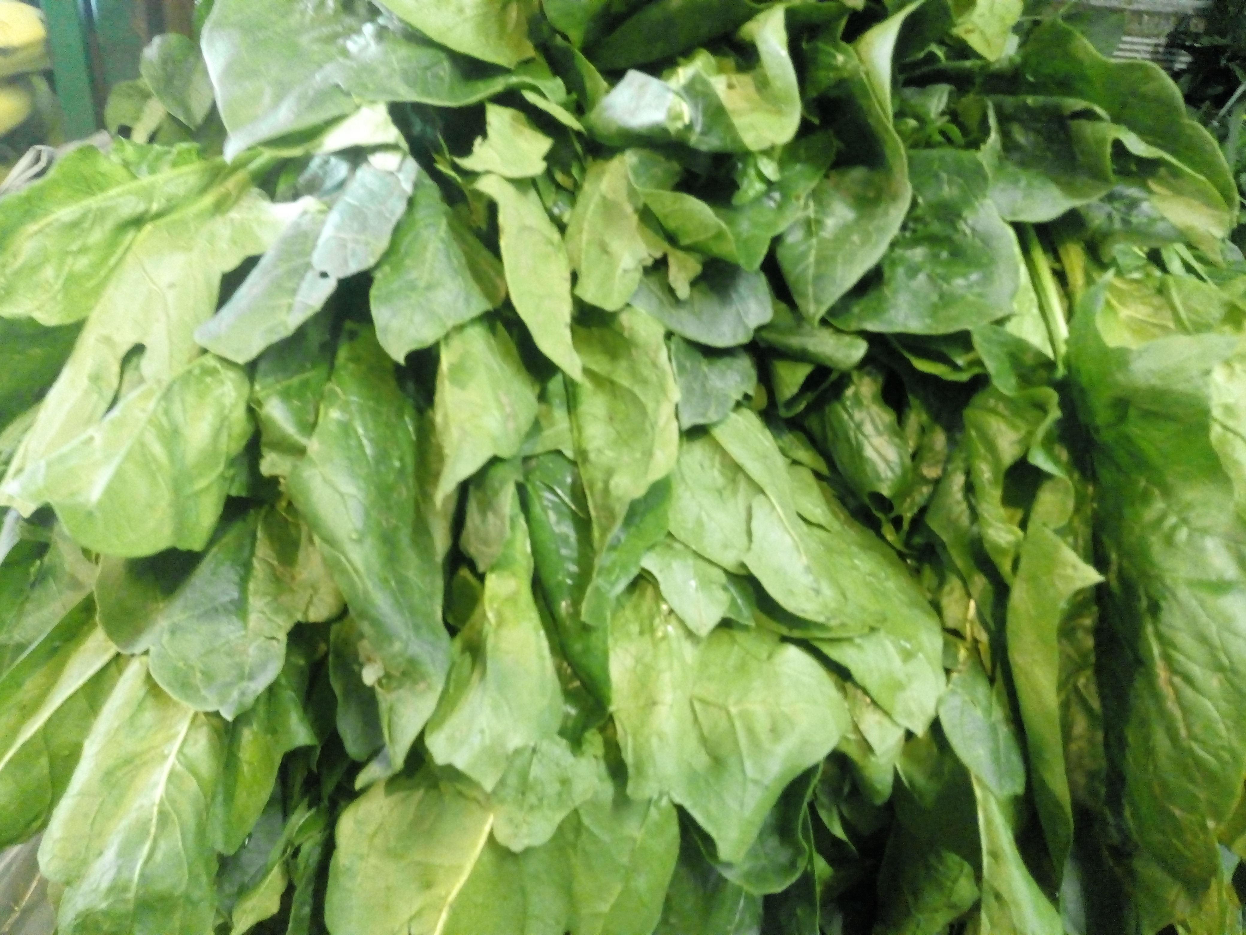 Espinaca