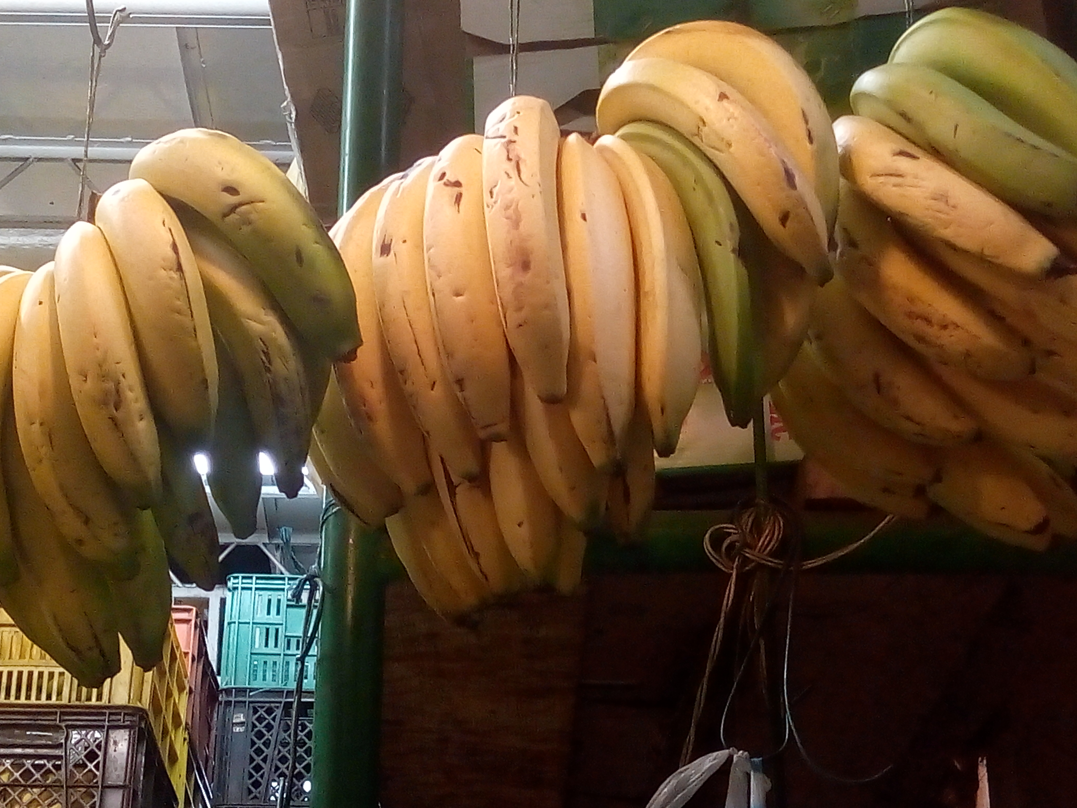Banano