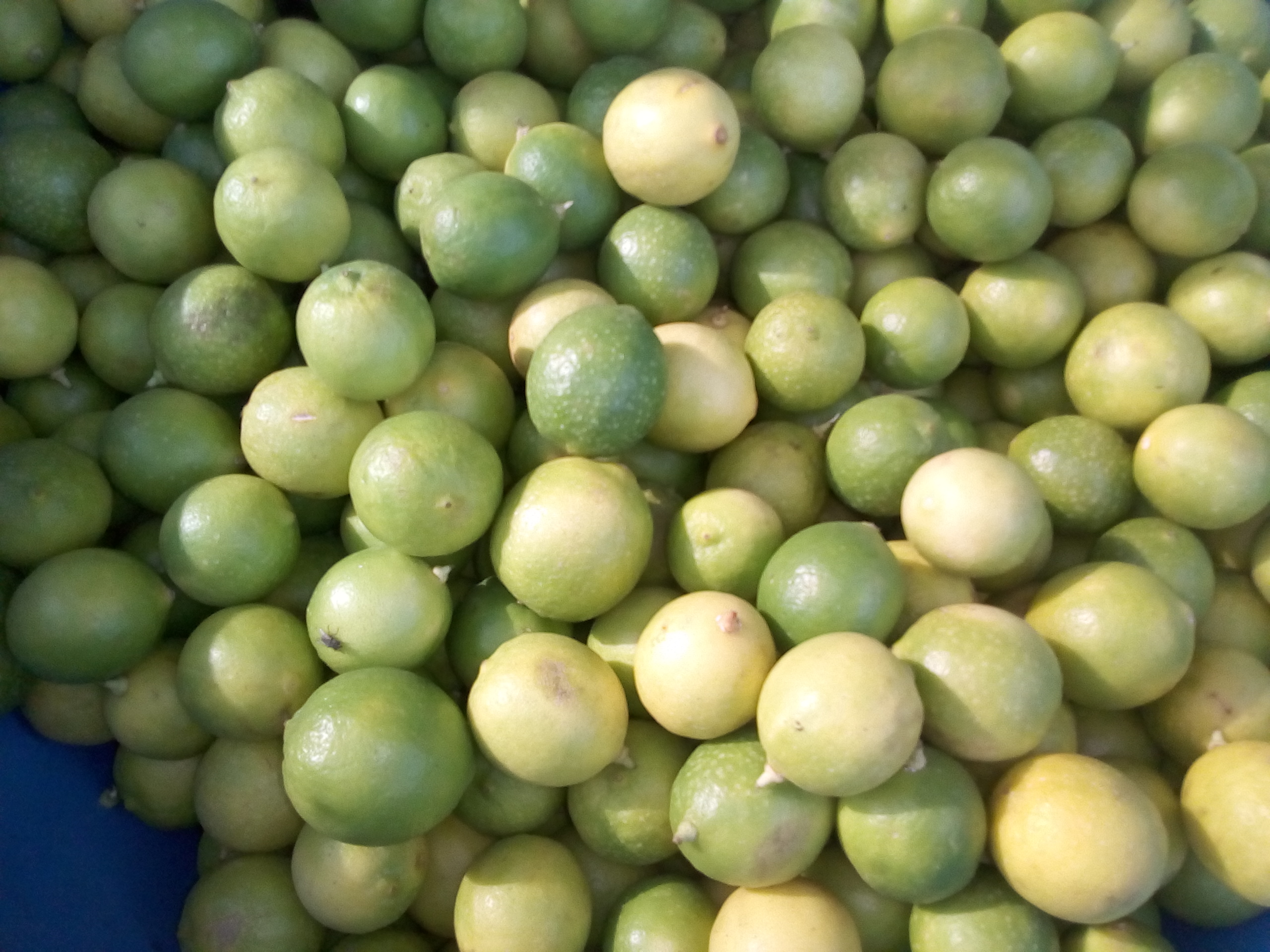 Limón