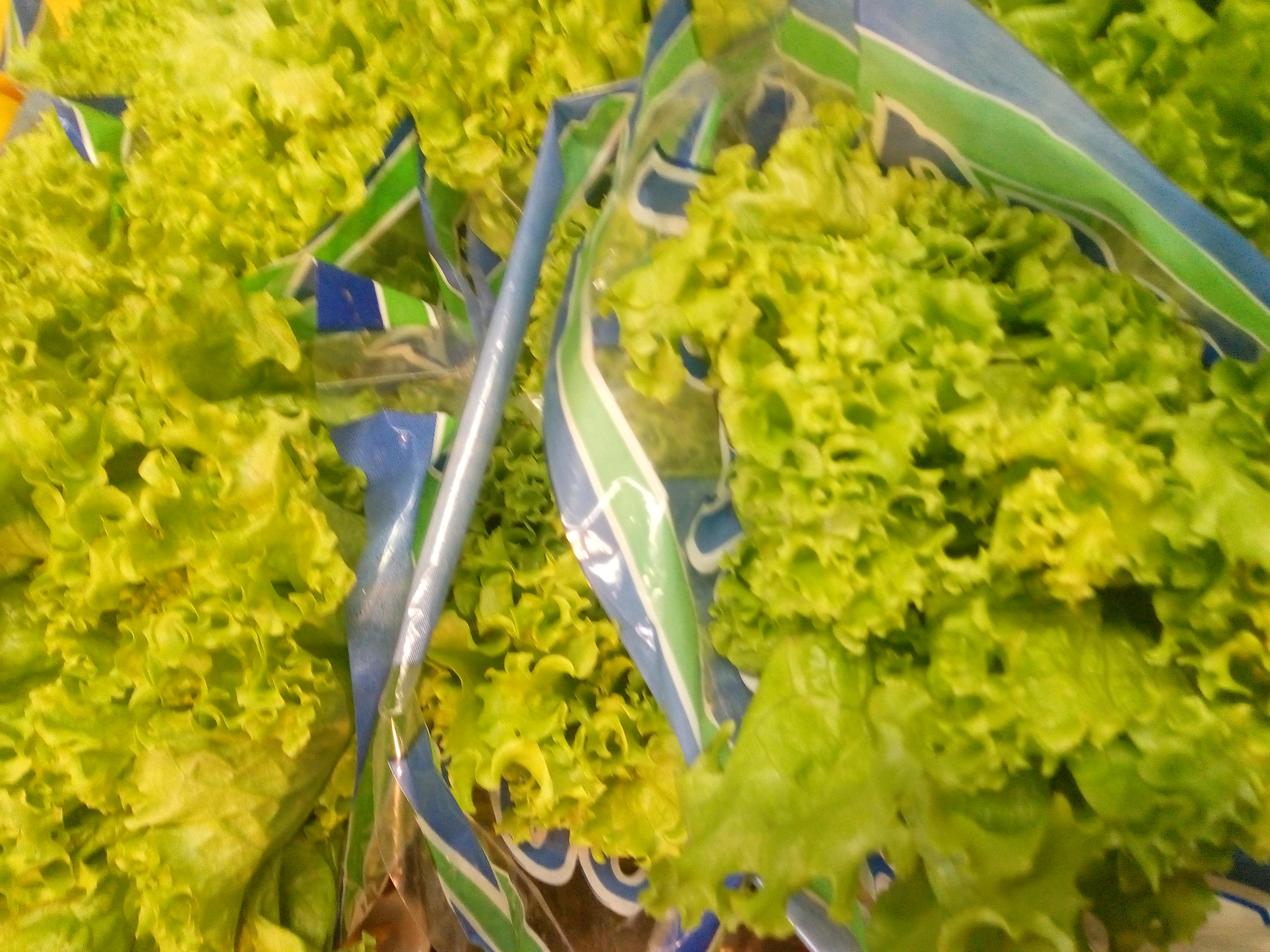 Lechuga hidropónica