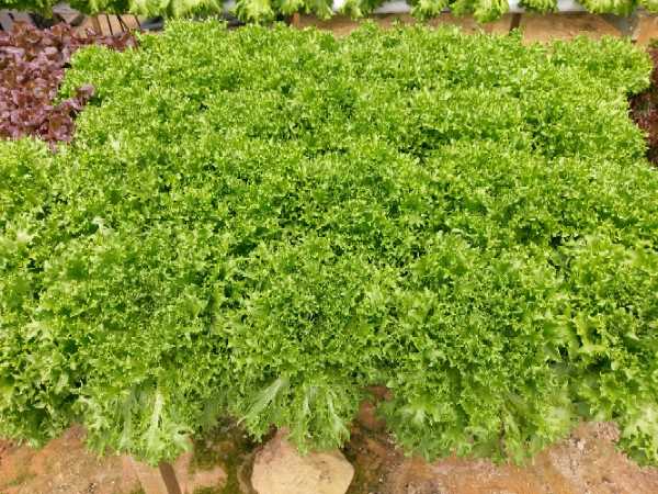 Lechuga hidroponica variedad crispi verde