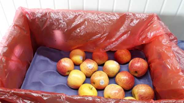 Manzanas Royal Gala