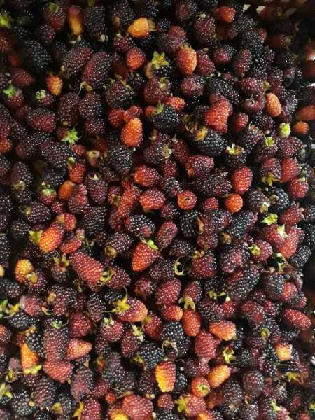 Moras oriente