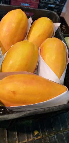 Papaya Maradol