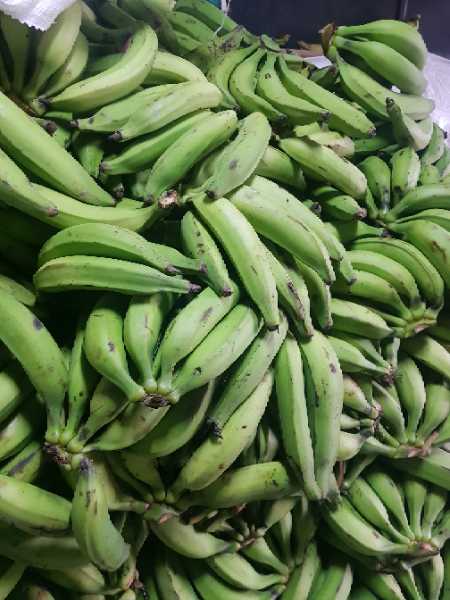 Platano